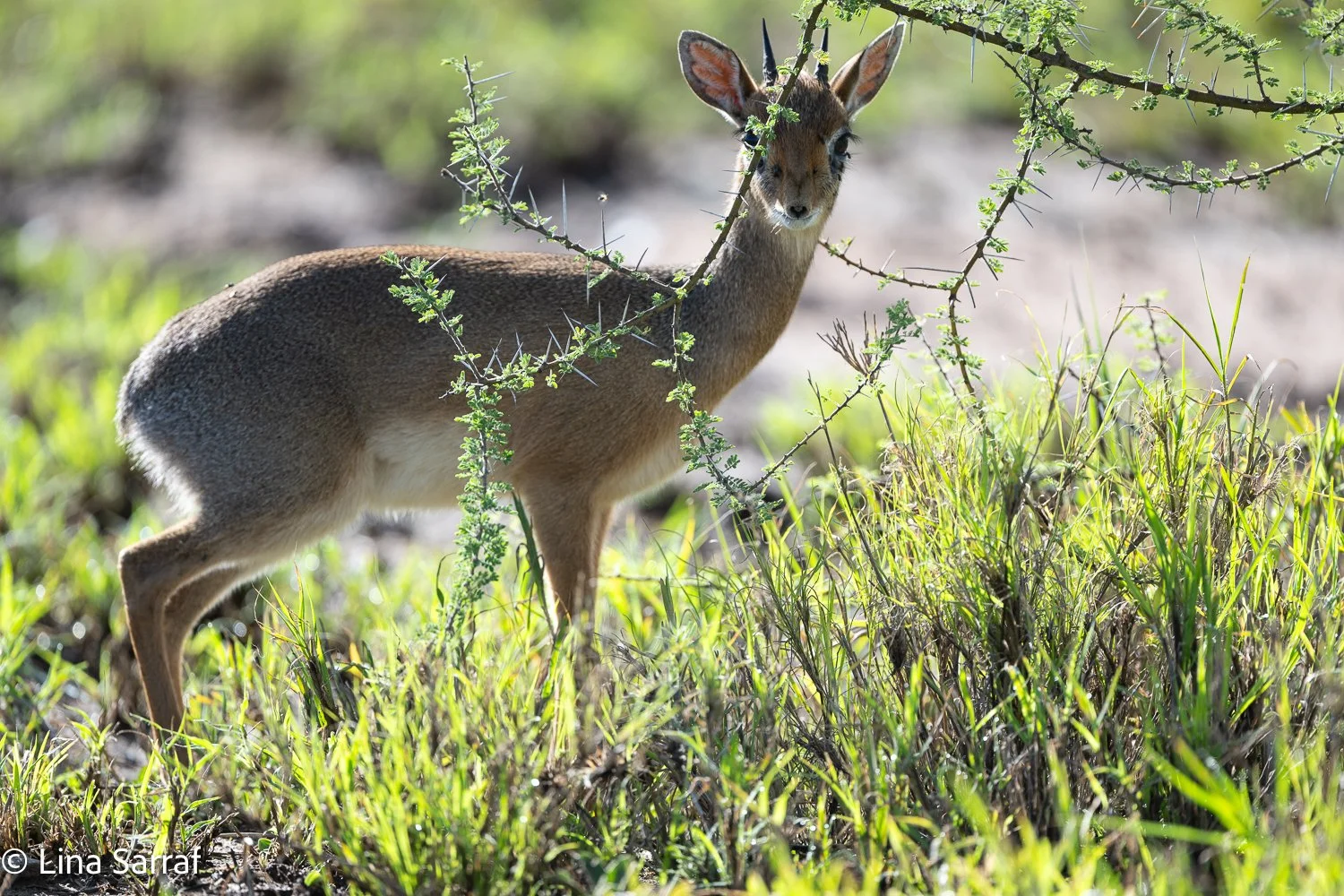  Africa Z9D_6332735.jpg