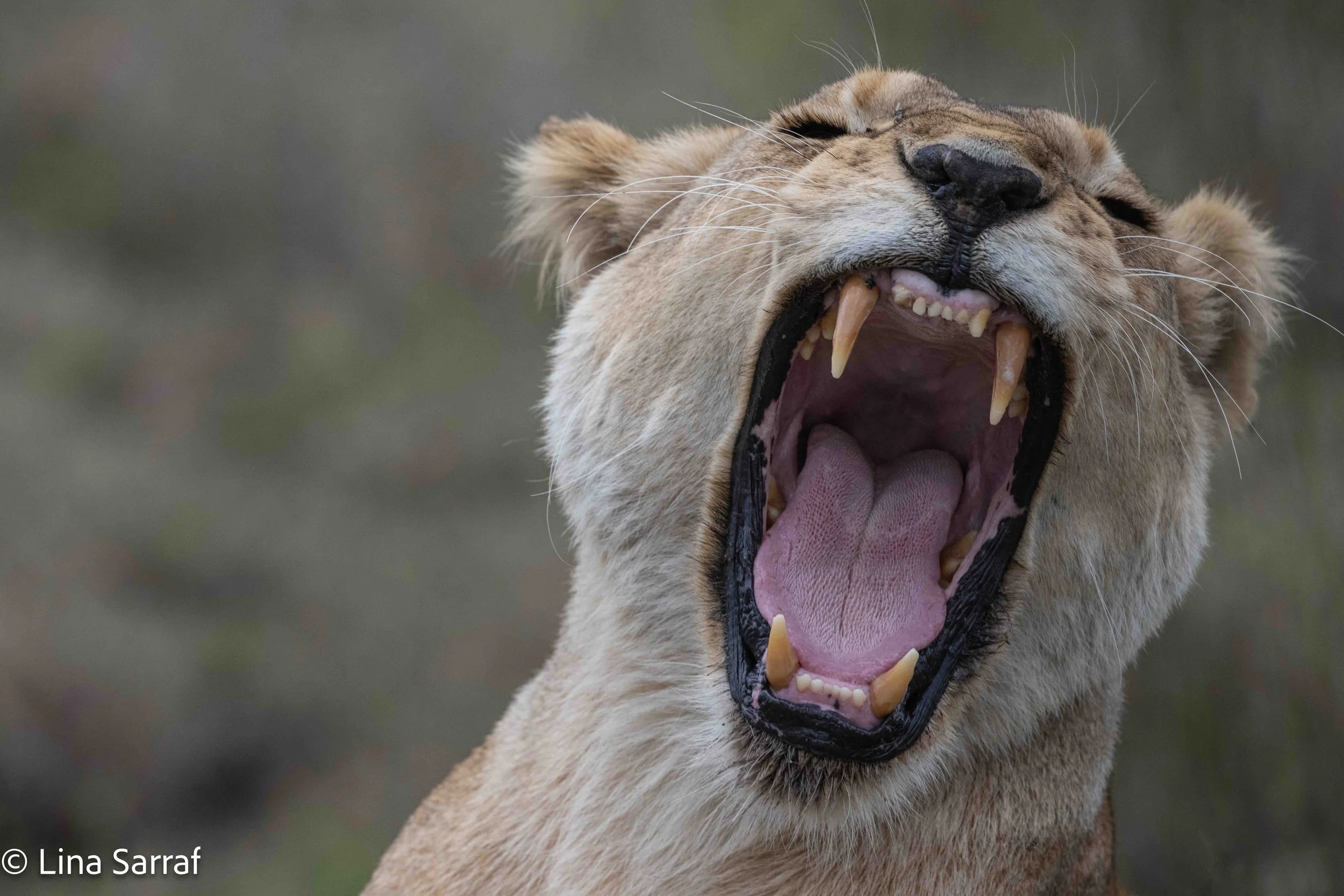  wildlife-65.jpg