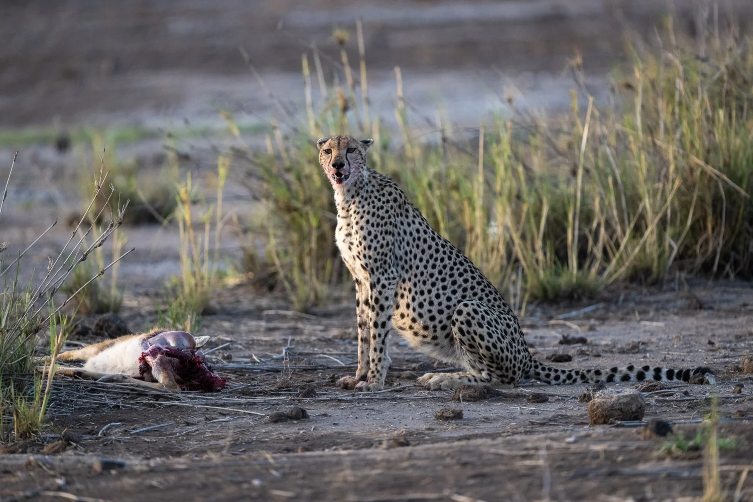  Africa Z9D_6630280.jpg