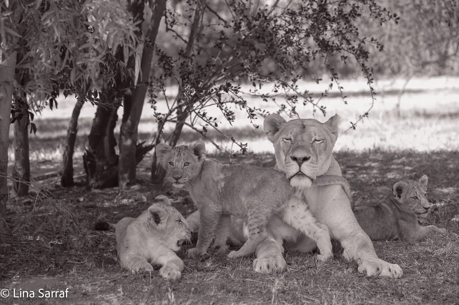  AfricaDSC_966510.jpg