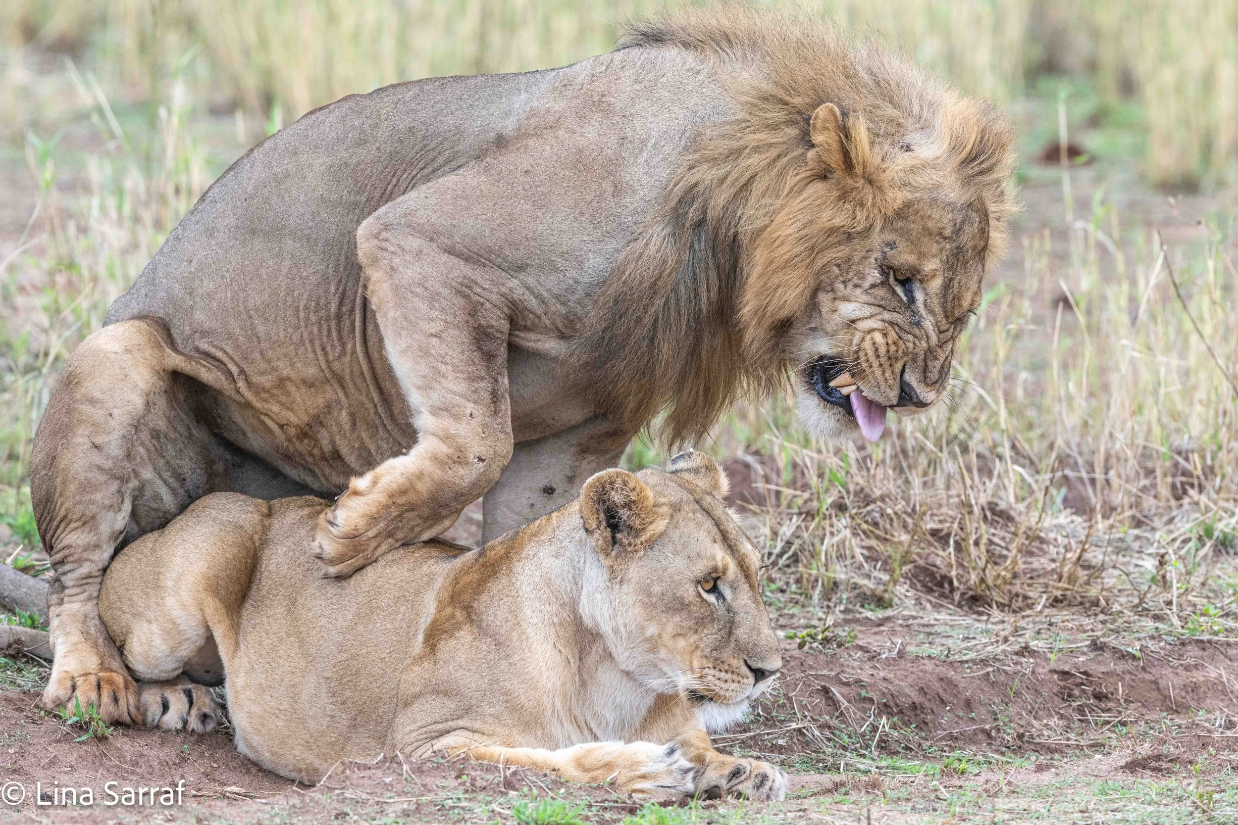  wildlife-91 2.jpg
