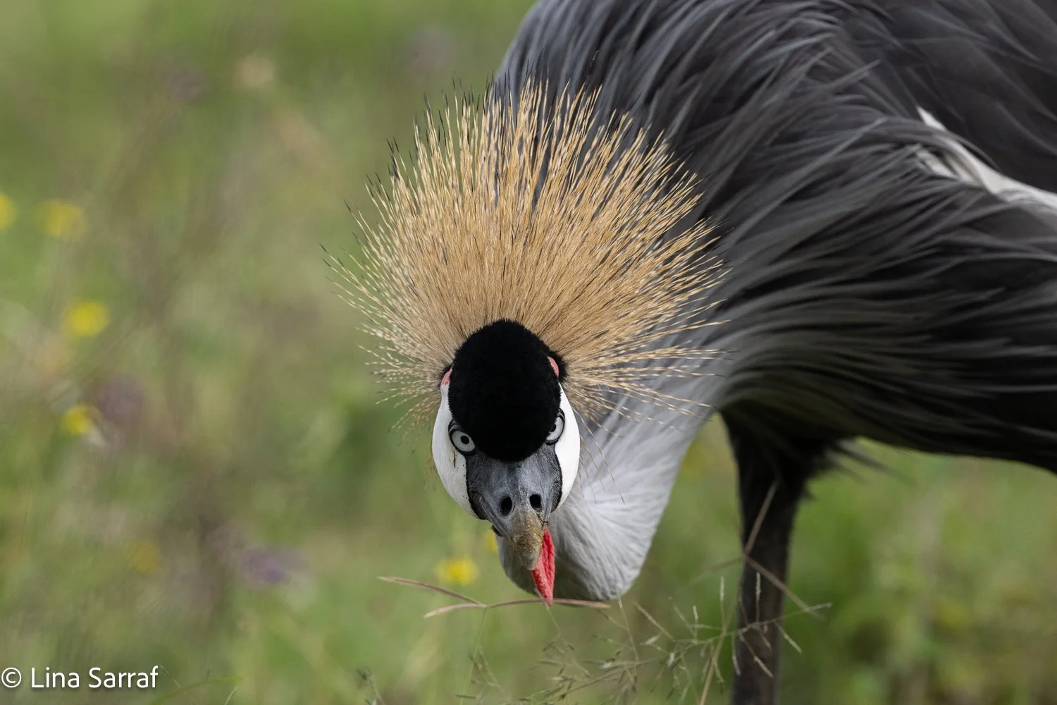  Africa Z9D_941618.jpg