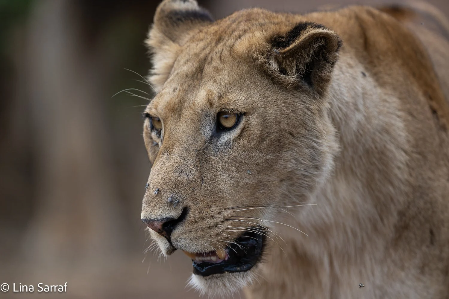  Africa Z9D_0460492.jpg