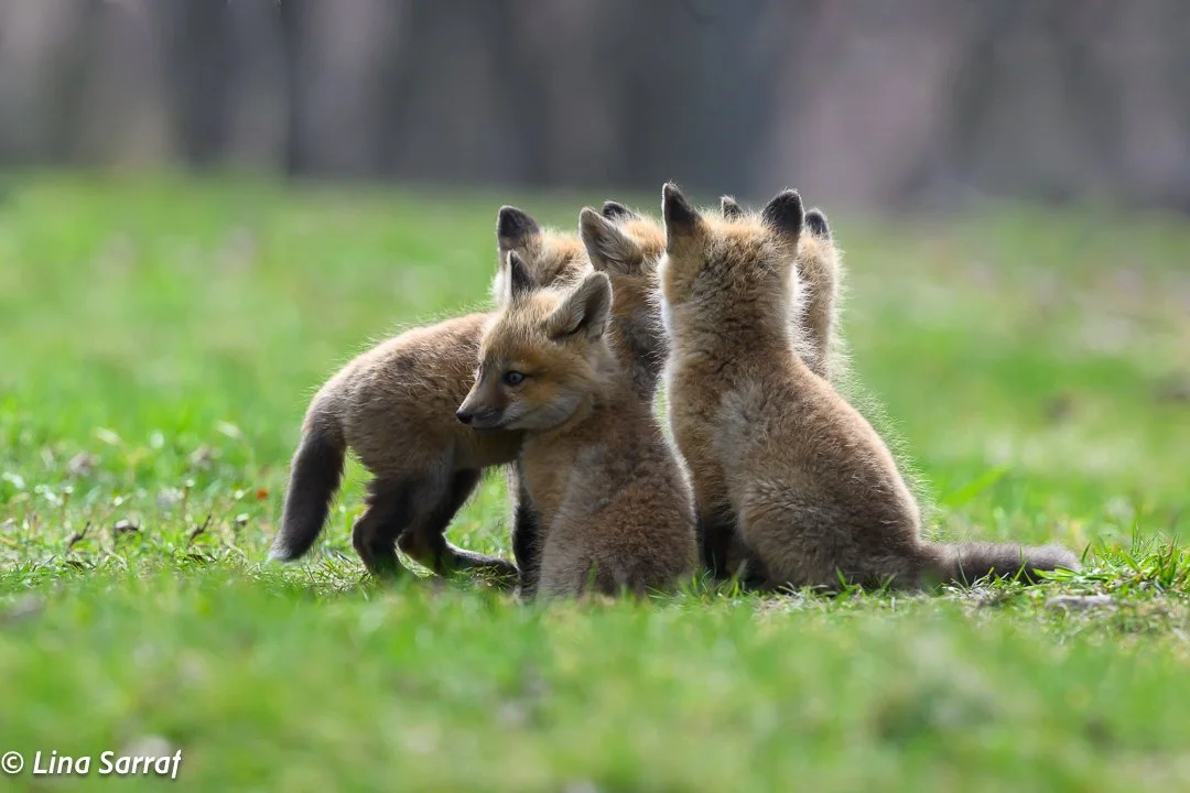 Red Fox Cubs