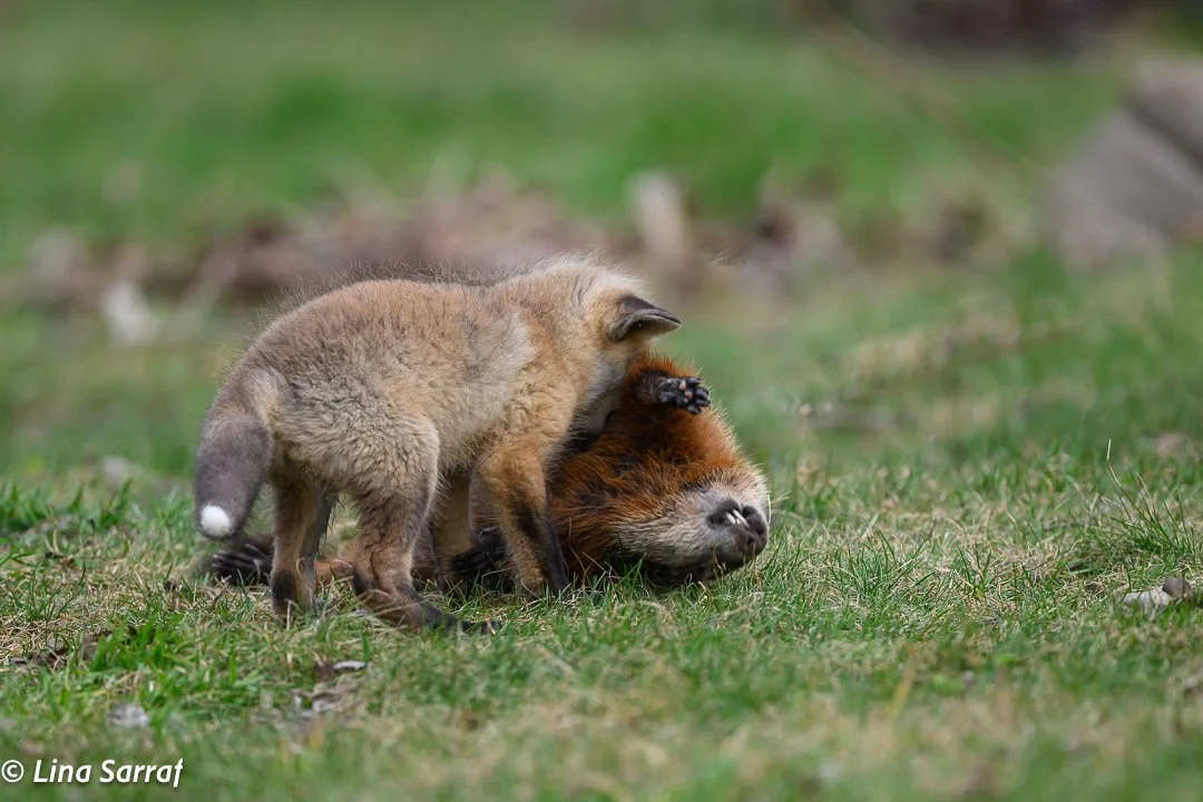 Red Fox Cub carrying a Hedgehog Brought by Mama Fx