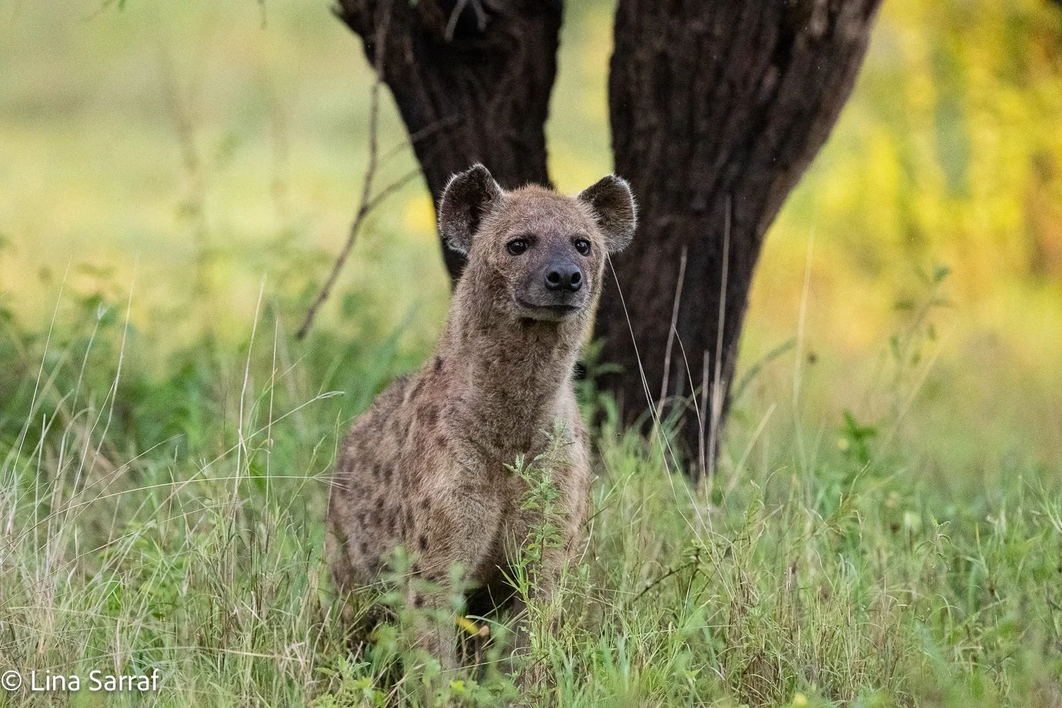  Africa Z9D_52282408.jpg