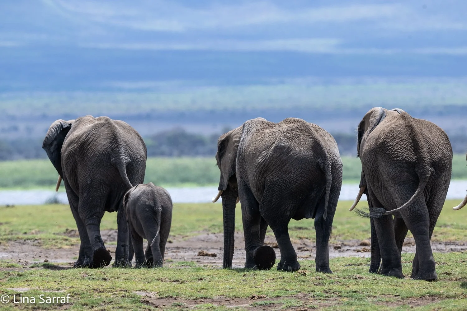  Africa Z9D_85711303.jpg