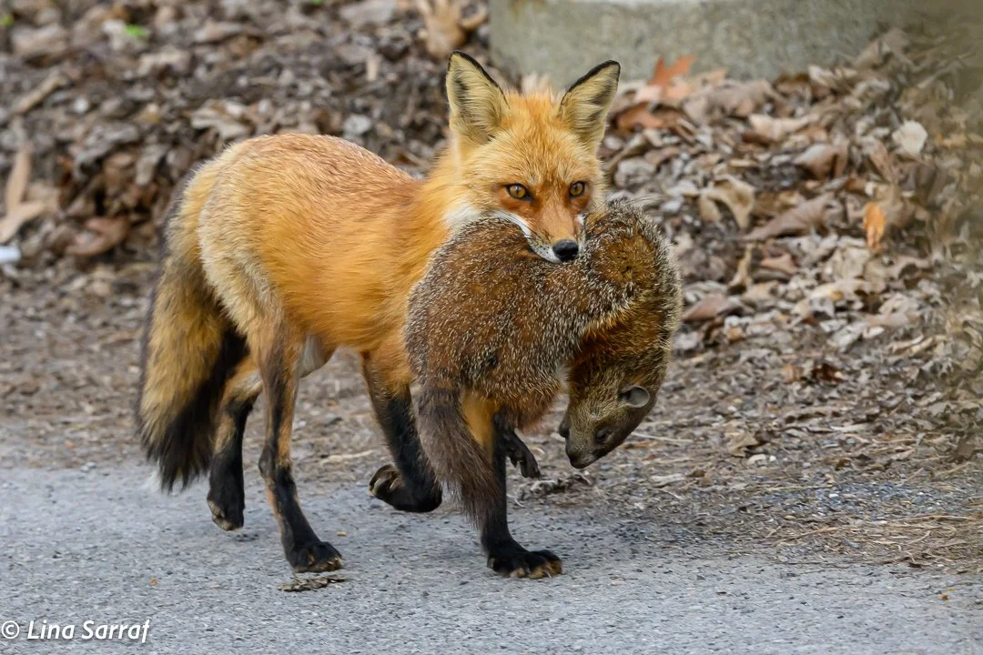 Red Fox Mom with a kill
