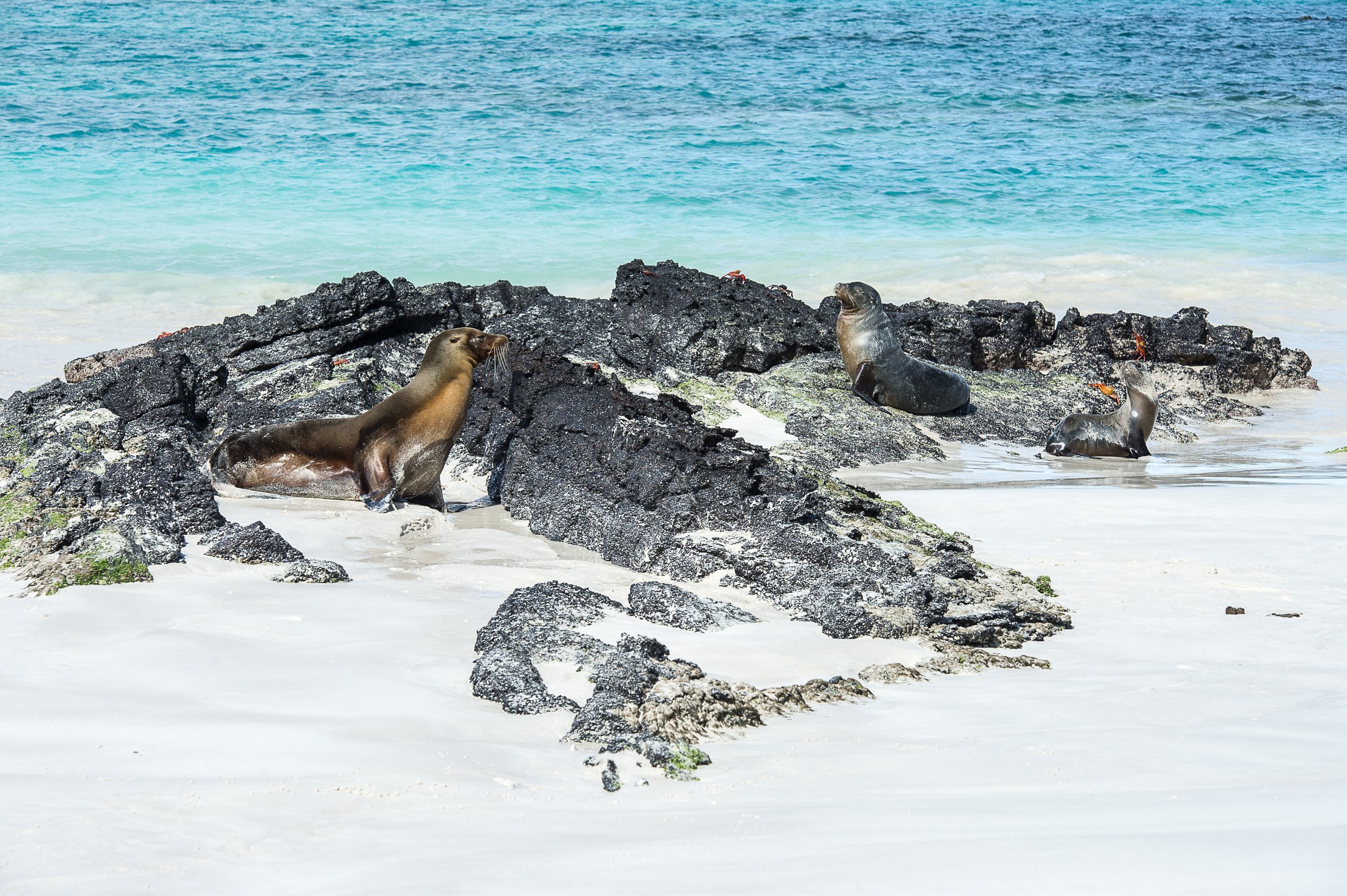 Three sea lions resting on rocks and in the sand at a beach with blue ocean water in the background.