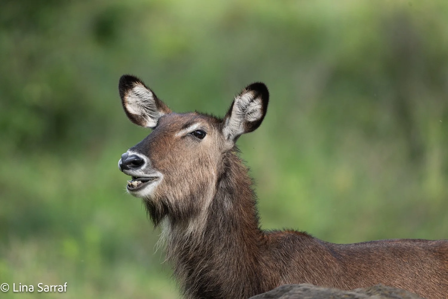  Africa Z9D_9887372.jpg