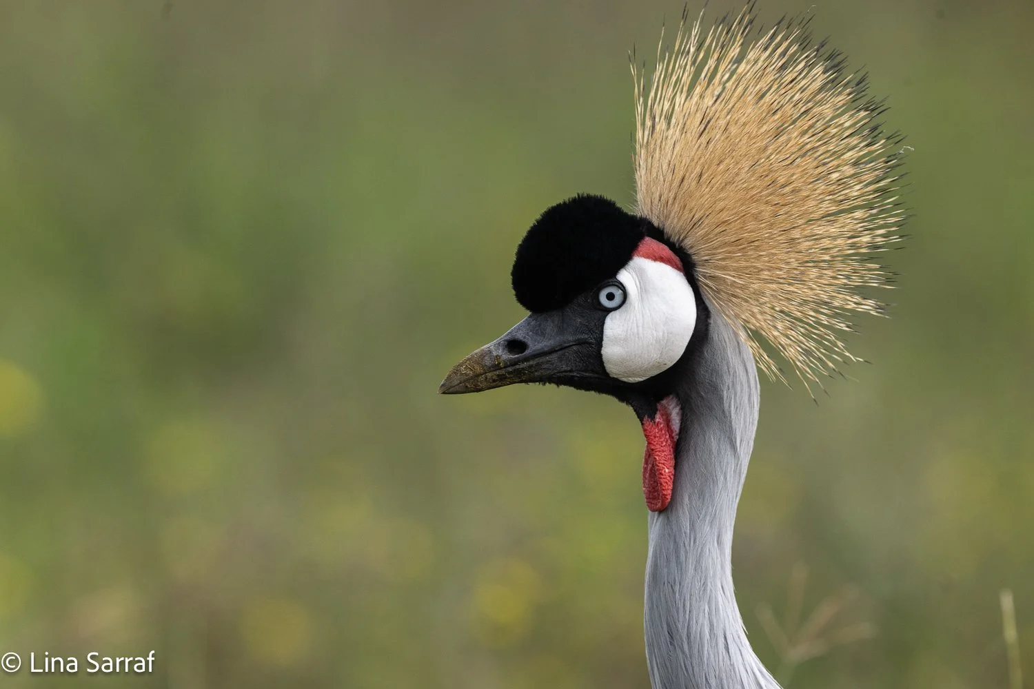  Africa Z9D_942122.jpg