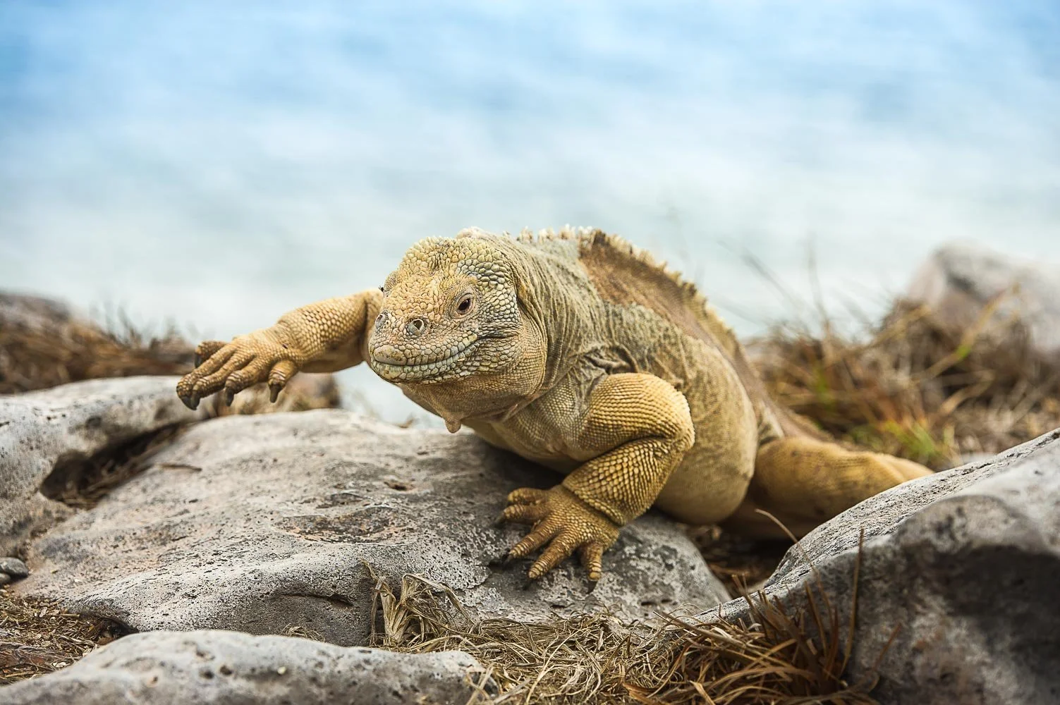  galapagos-20.jpg