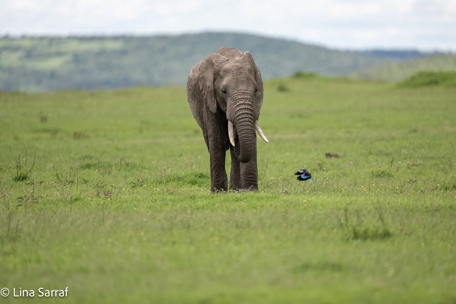  Africa Z9D_1995637.jpg