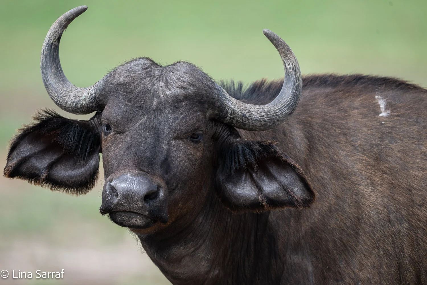  Africa Z9D_7402493.jpg