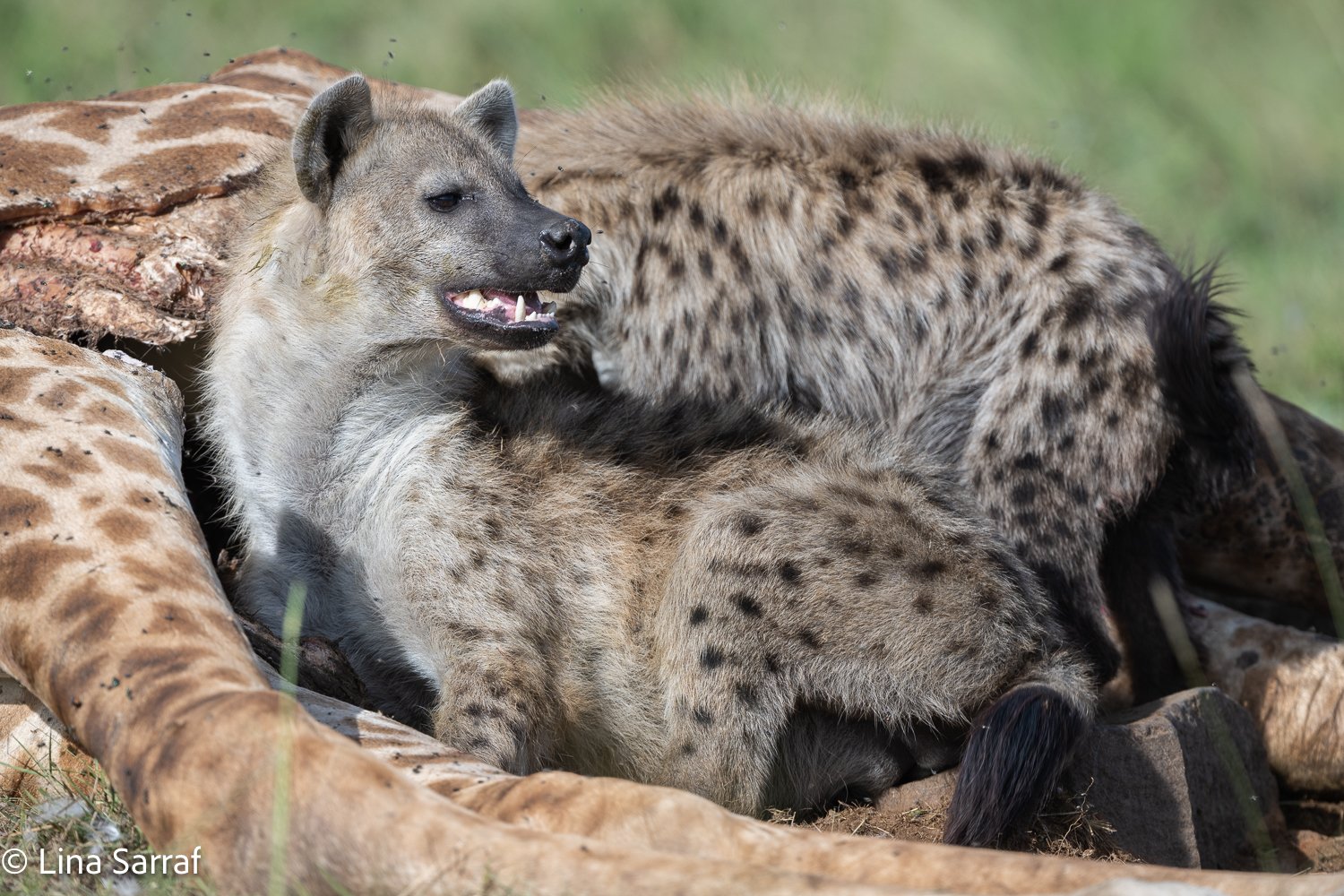  Africa Z9D_0598437.jpg