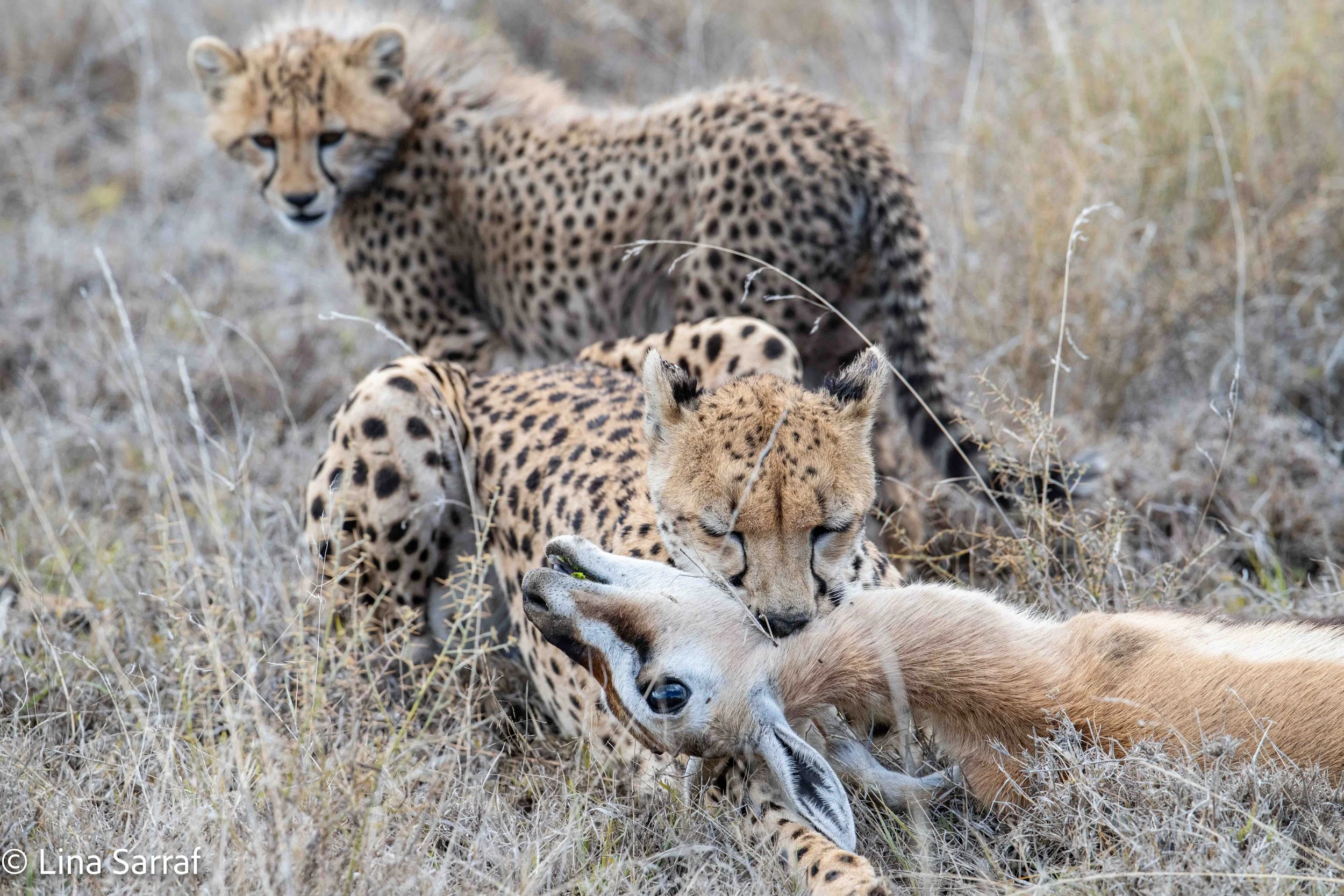  wildlife-126.jpg