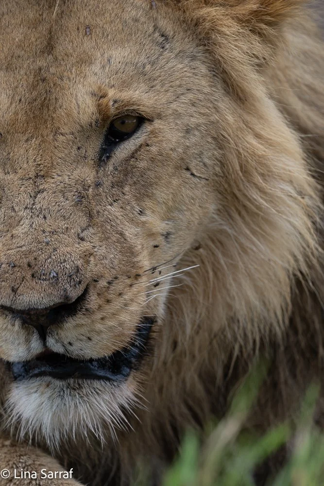  Africa Z9D_49812190.jpg