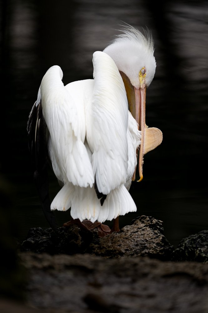 FloridaZ9D_6314997.jpg