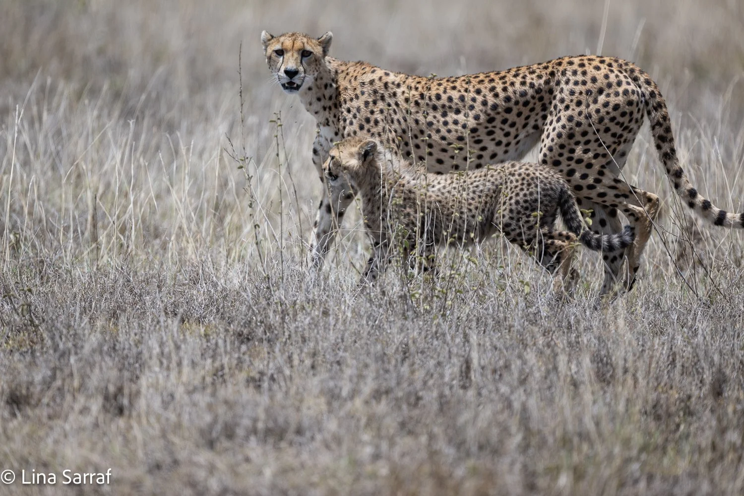  Africa Z9D_3535750.jpg