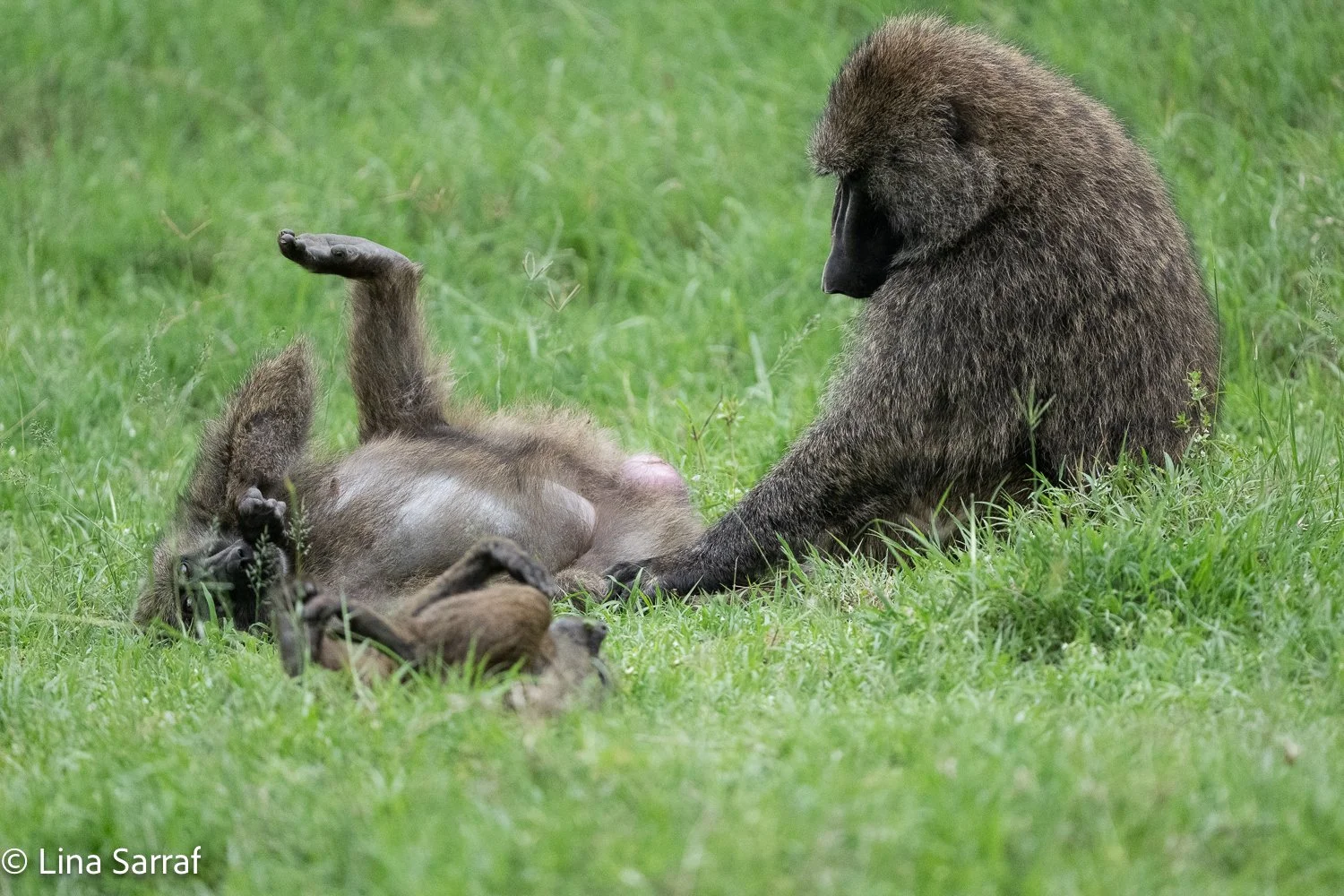  Africa Z9D_9930401.jpg