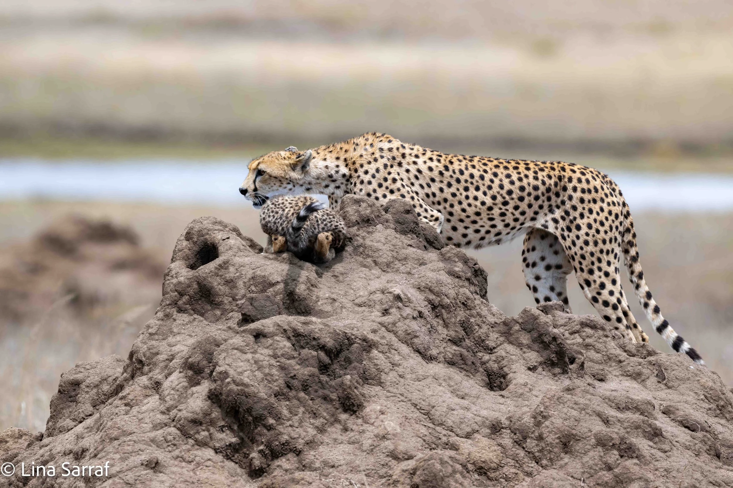  wildlife-7.jpg