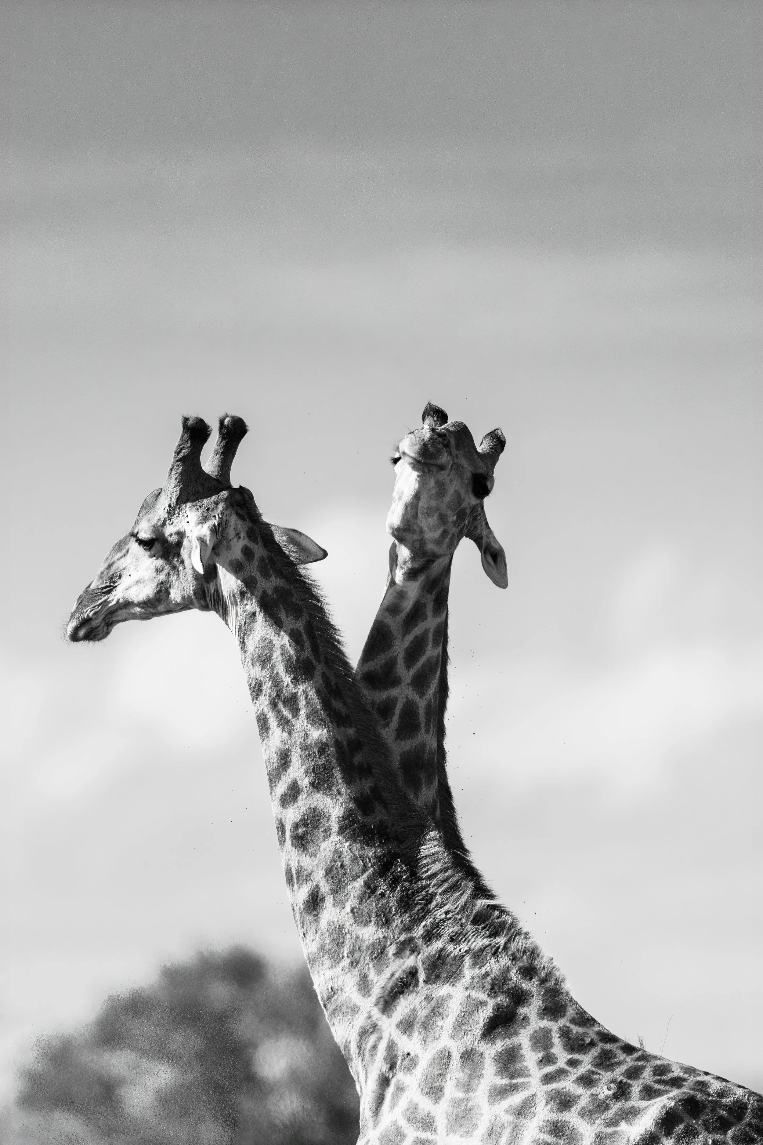  Nature-49.jpg