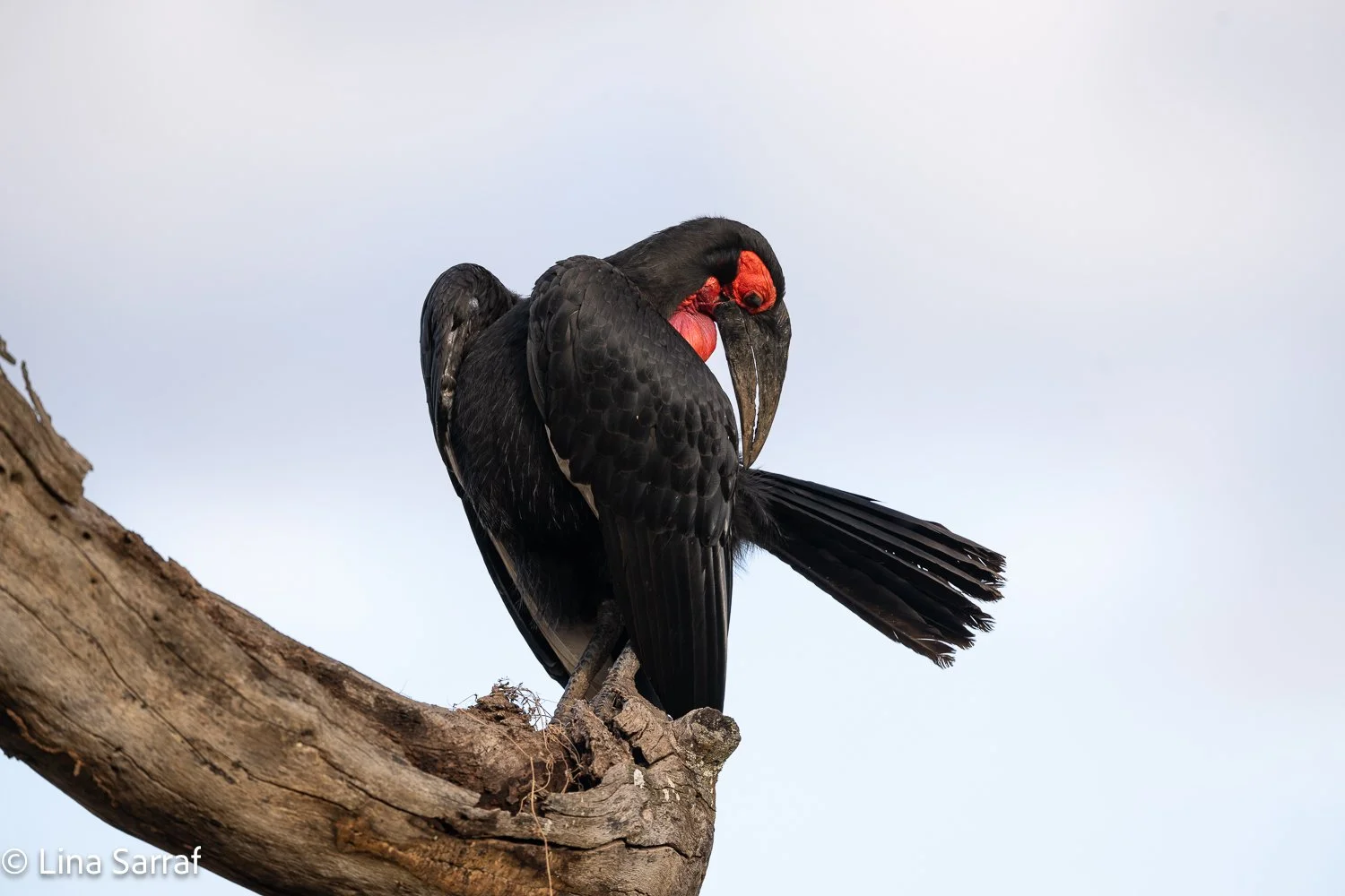  Africa Z9D_16931498.jpg