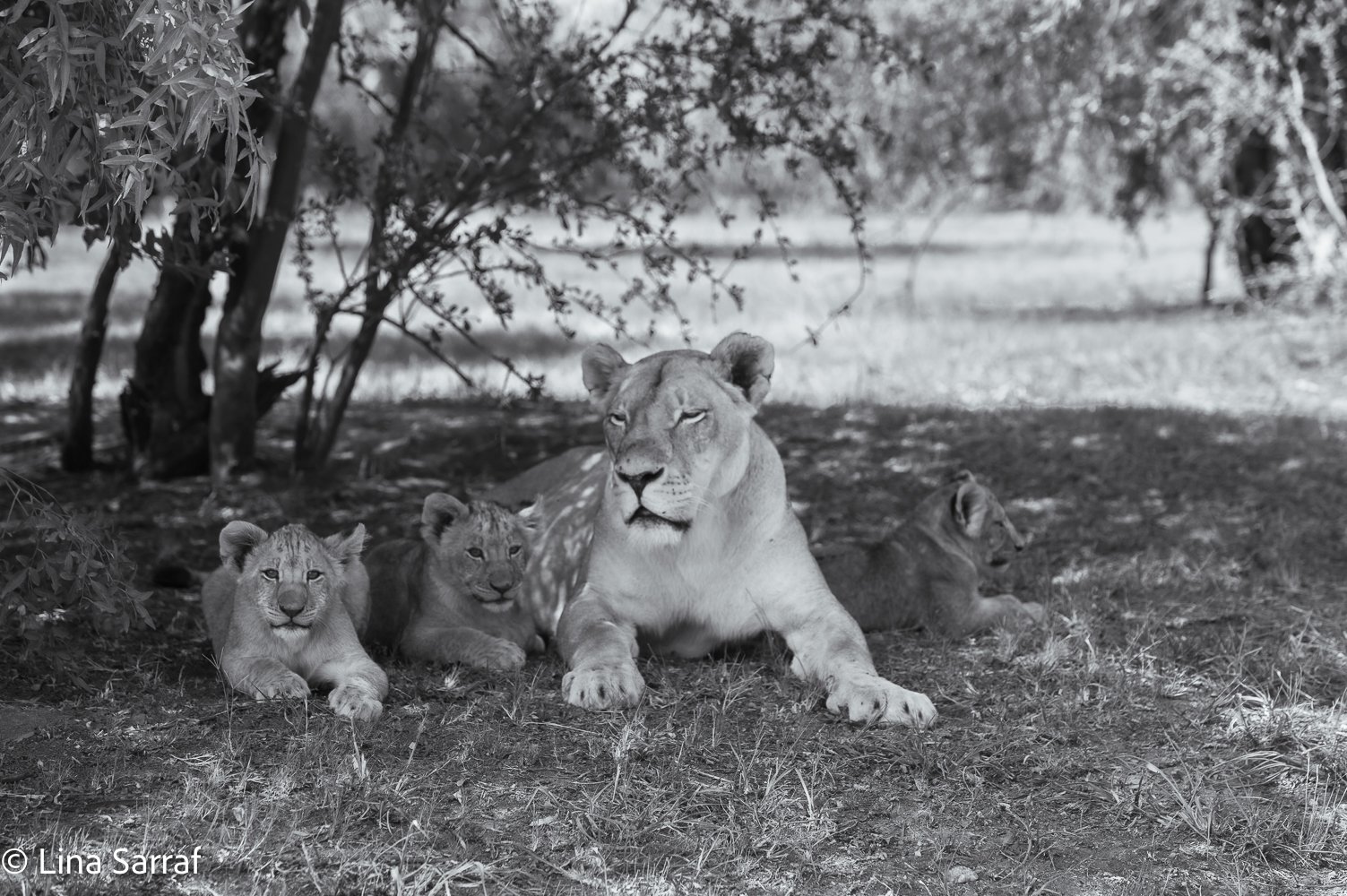  AfricaDSC_968229.jpg