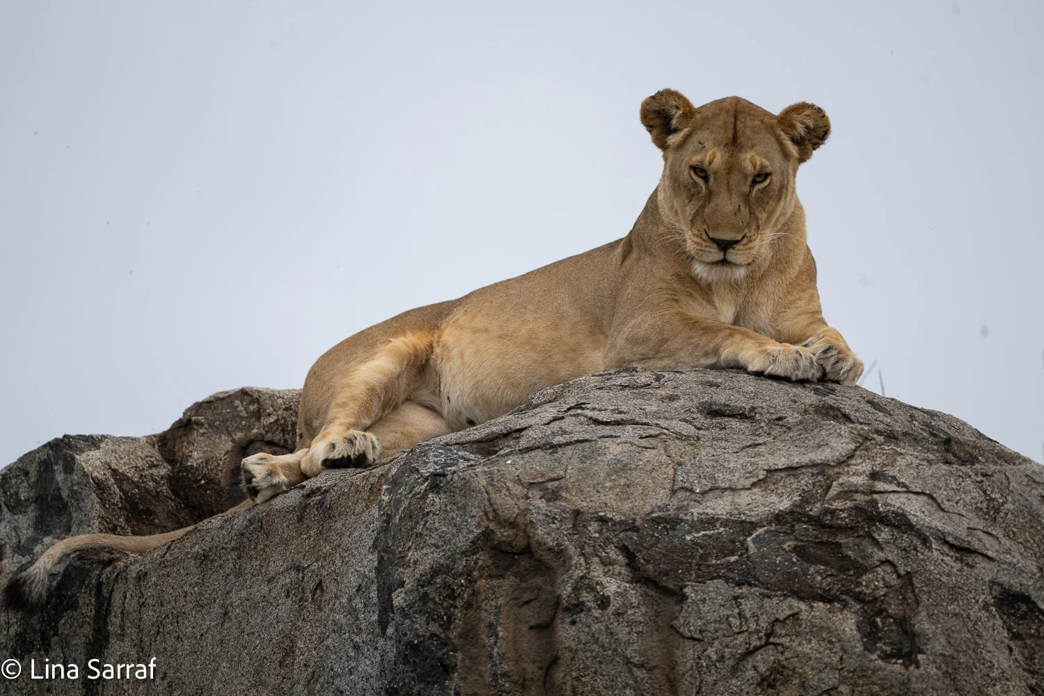  Africa Z9D_83471483.jpg