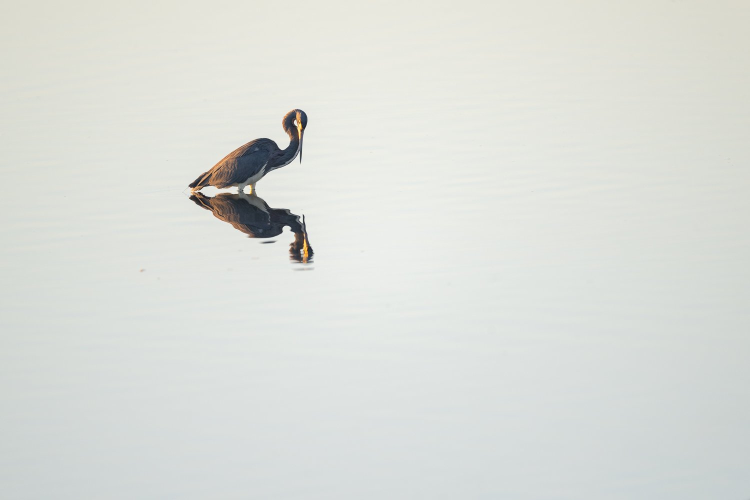 FloridaZ9D_8405455.jpg