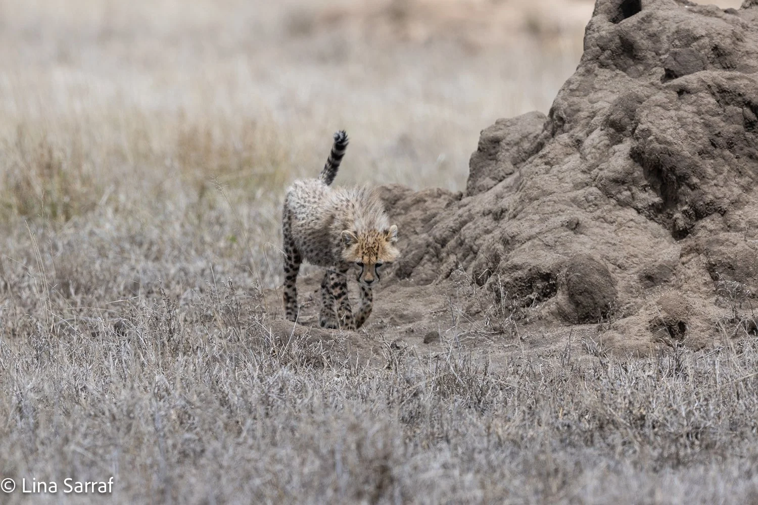  Africa Z9D_3803932.jpg