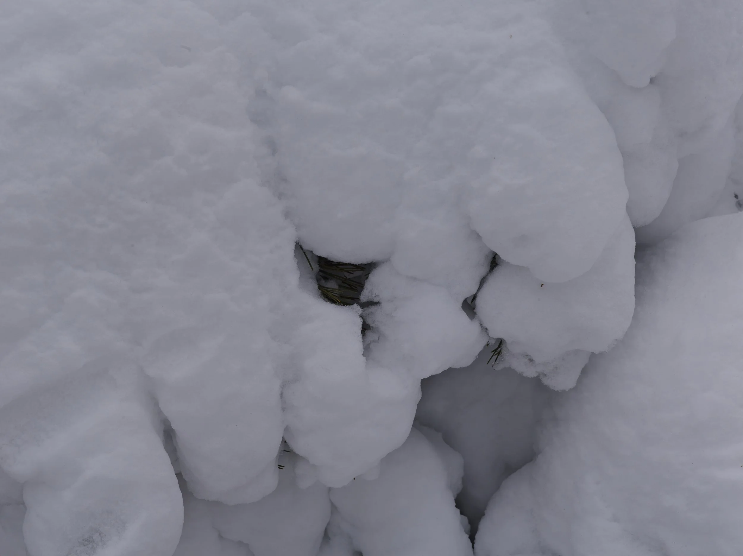Snow-covered ground with small patches of grass visible through the snow.