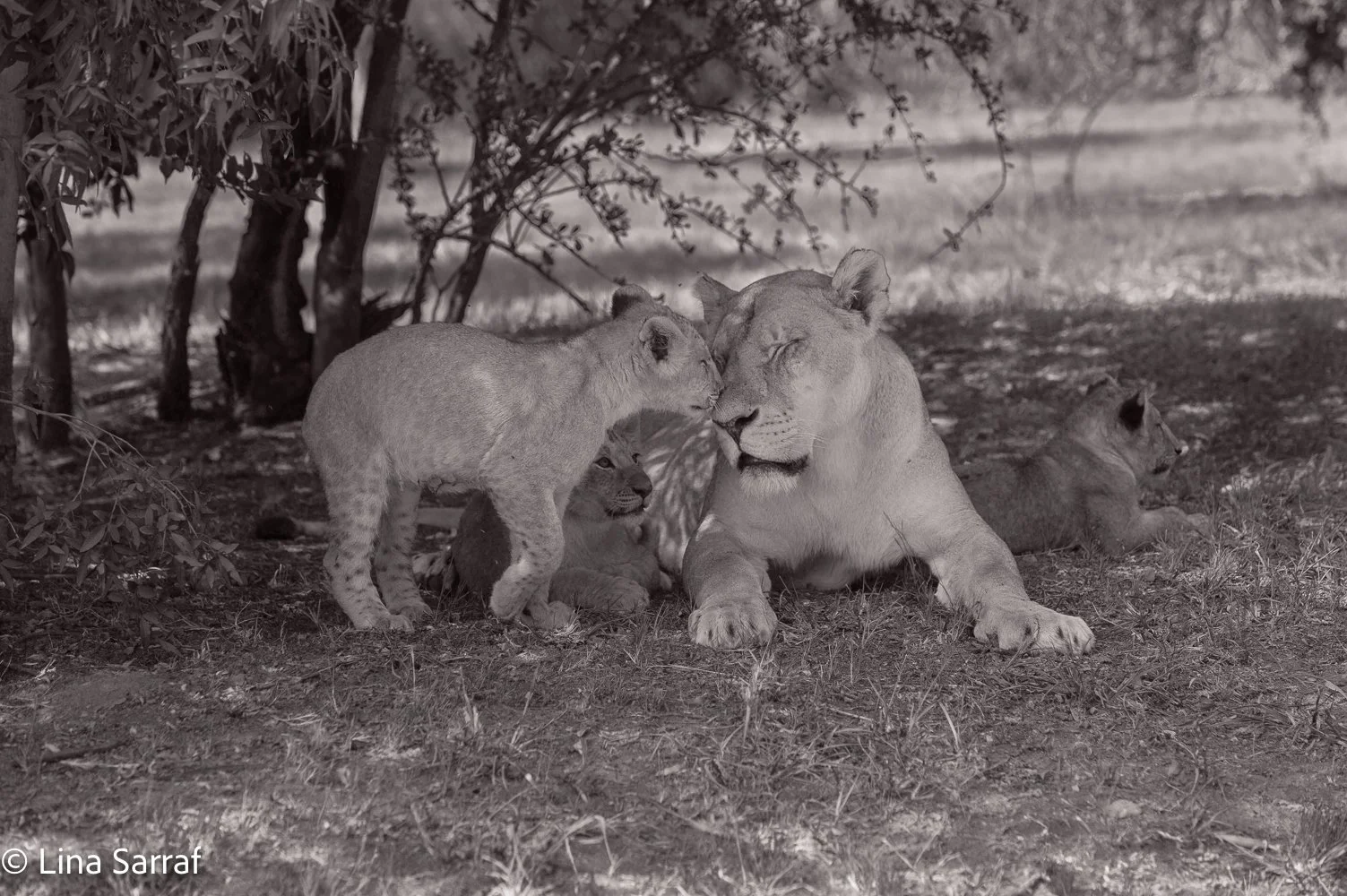  AfricaDSC_968833.jpg