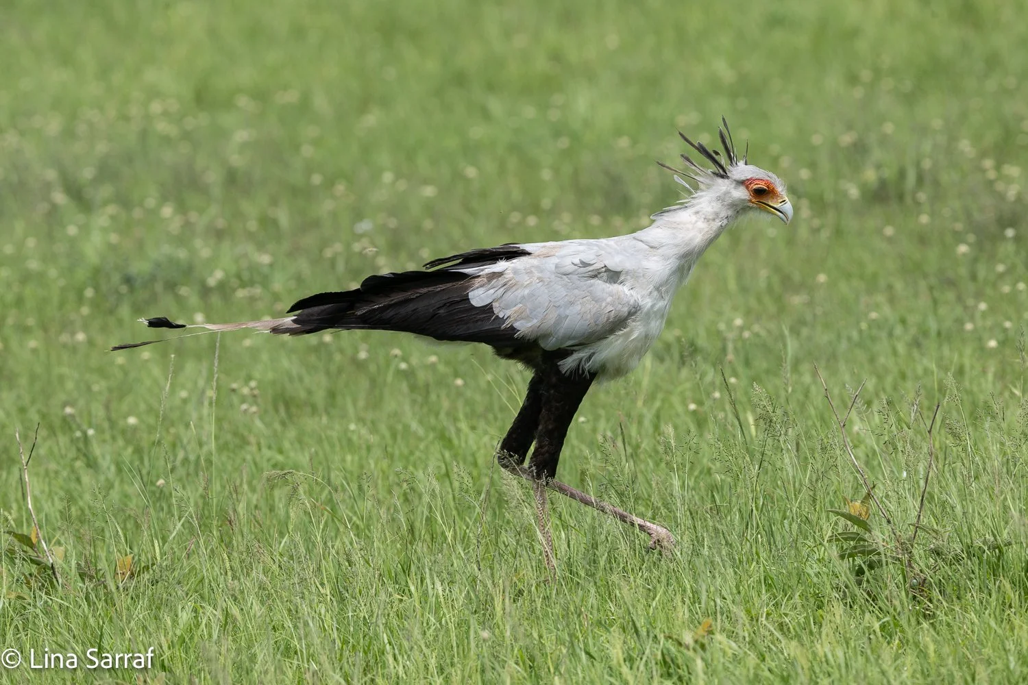  Africa Z9D_2224852.jpg