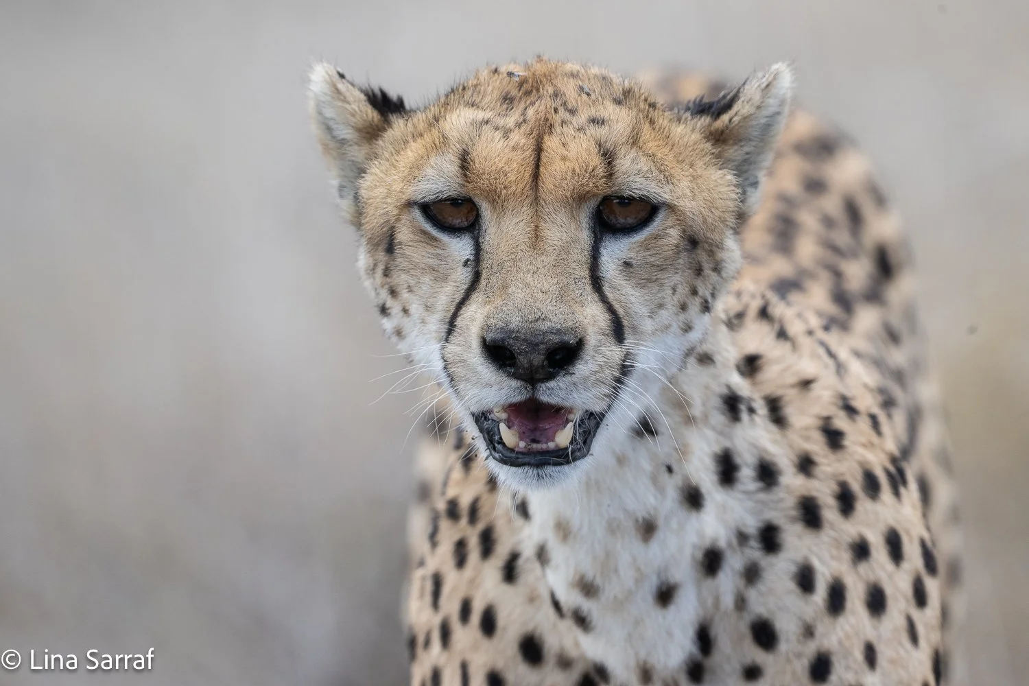  Africa Z9D_39441031.jpg