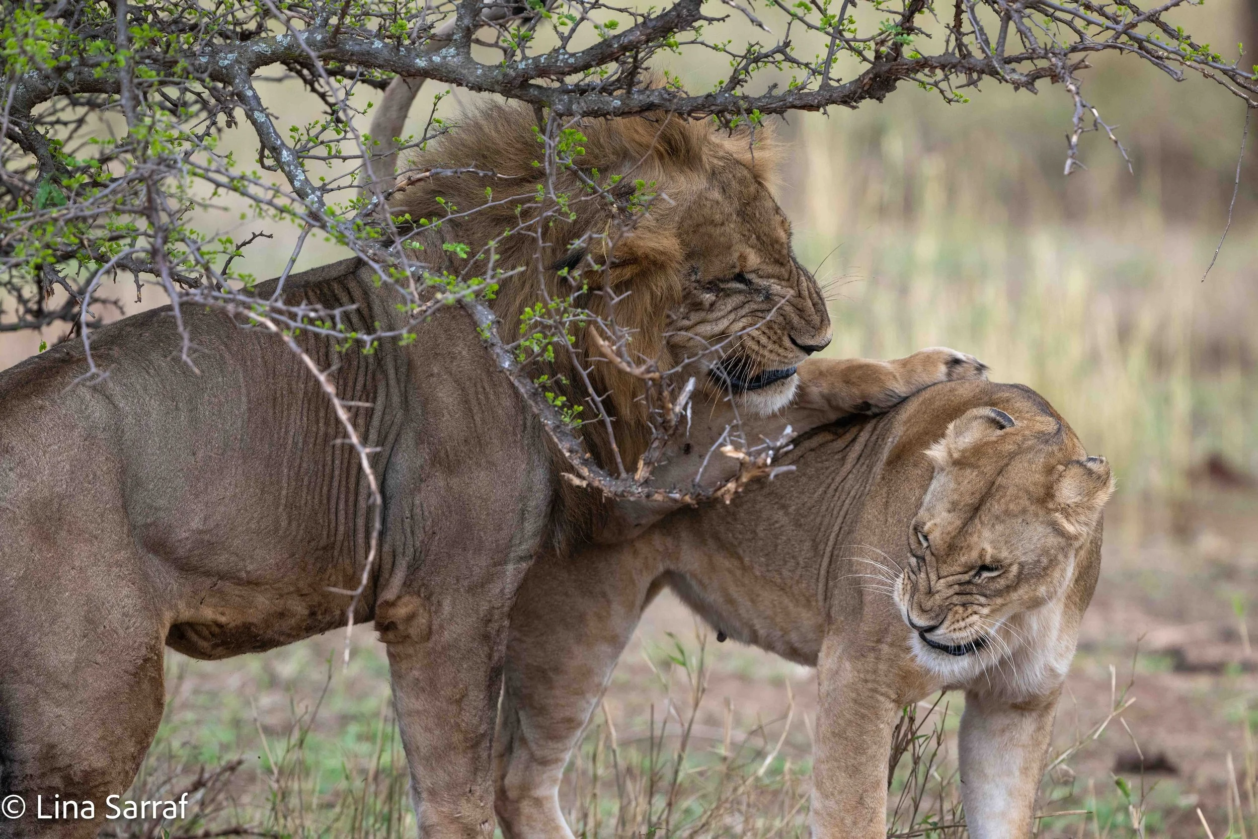  wildlife-81 2.jpg