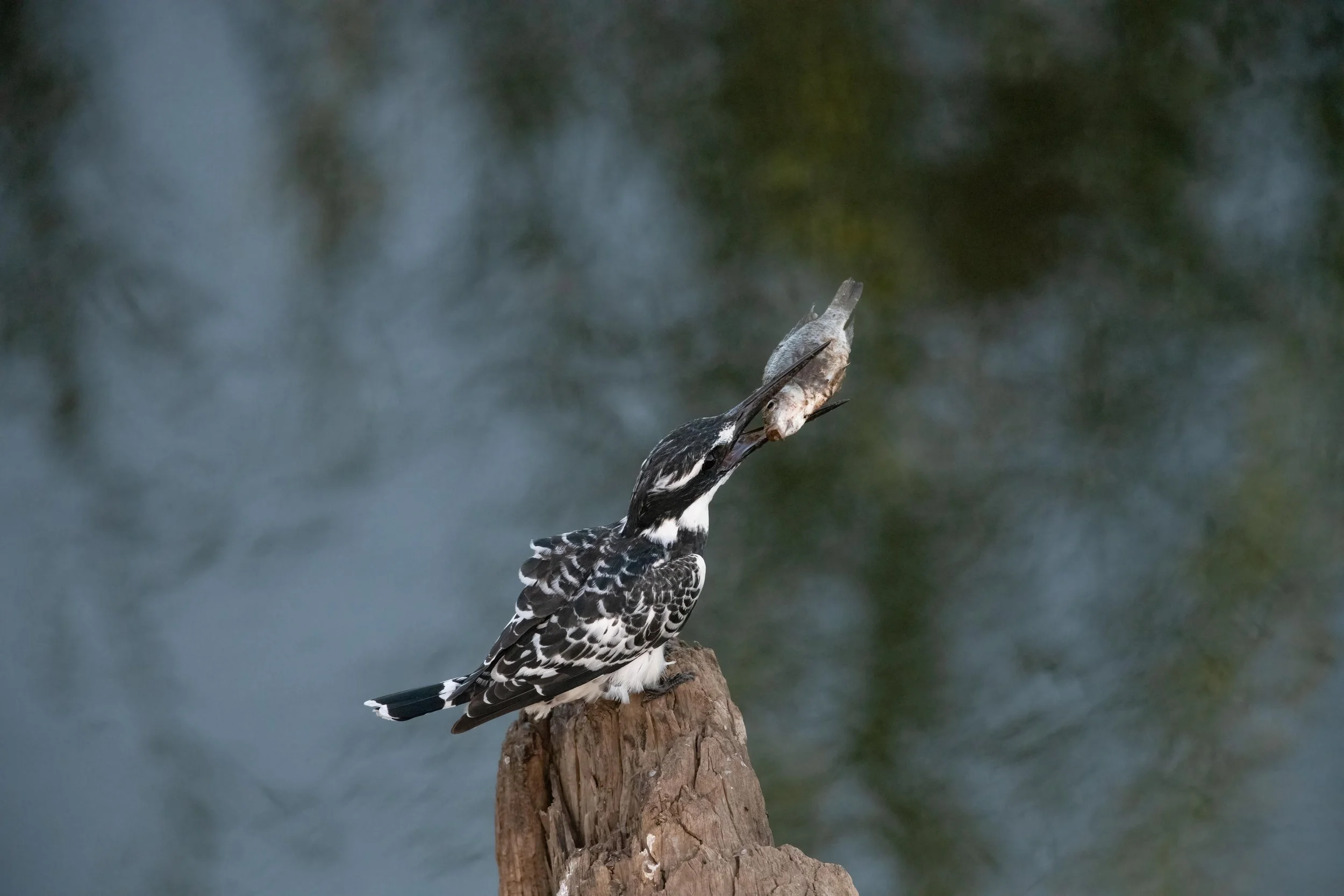  LinaSarraf_kingfisher-2.jpg