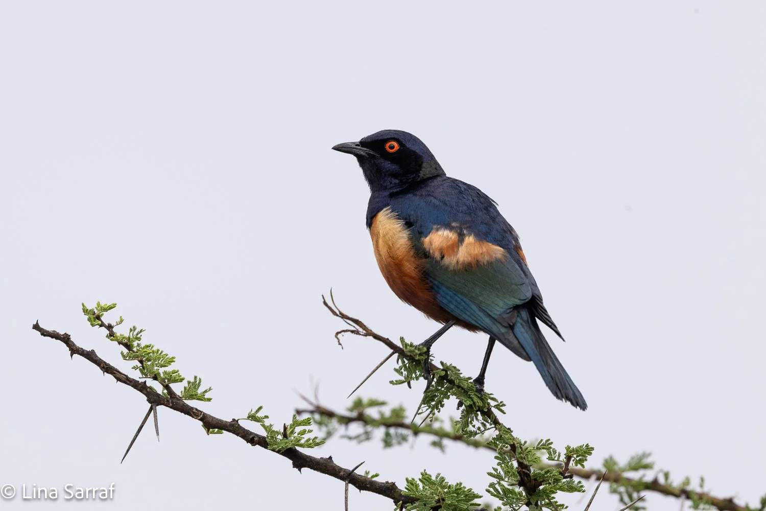  Africa Z9D_24781600.jpg