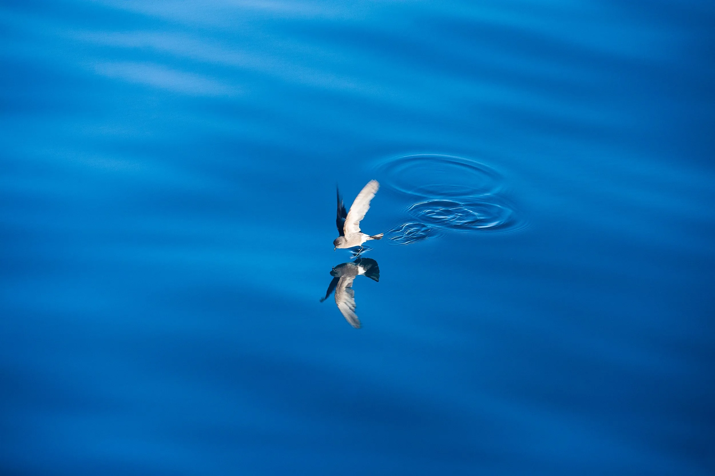 A bird skimming the surface of calm blue water, creating ripples and its reflection beneath.