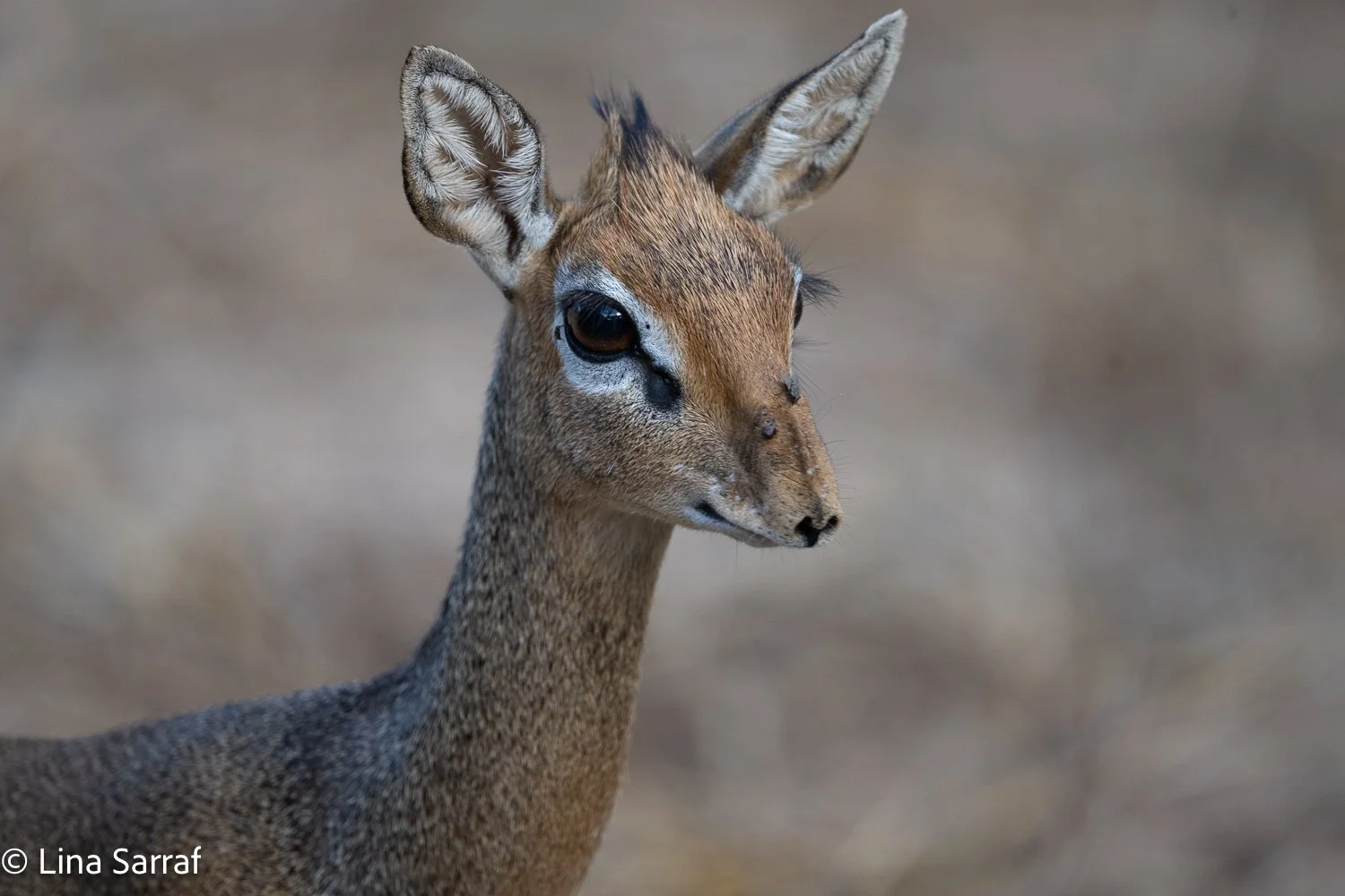  Africa Z9D_17541559.jpg