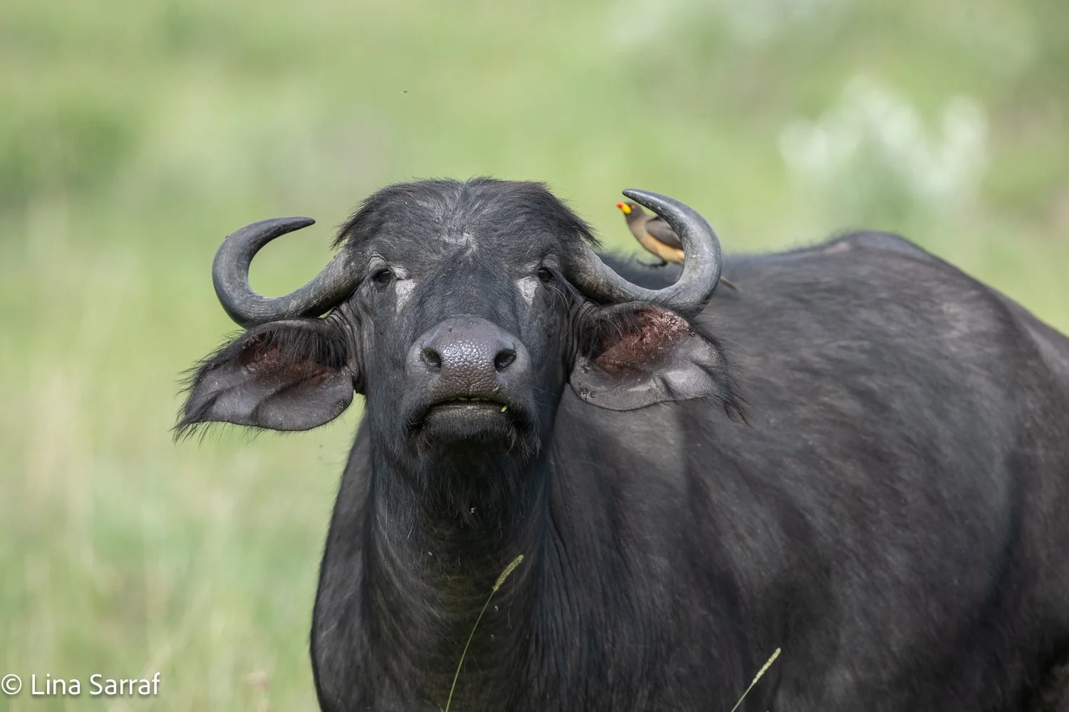  Africa Z9D_1426183.jpg