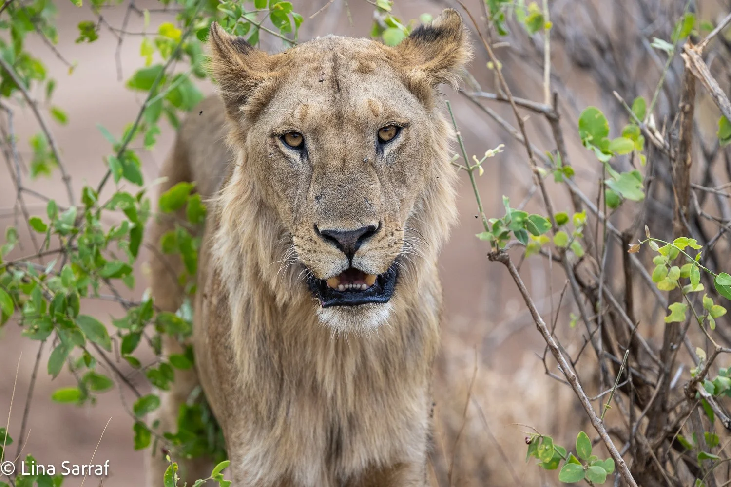  Africa Z9D_0002118.jpg