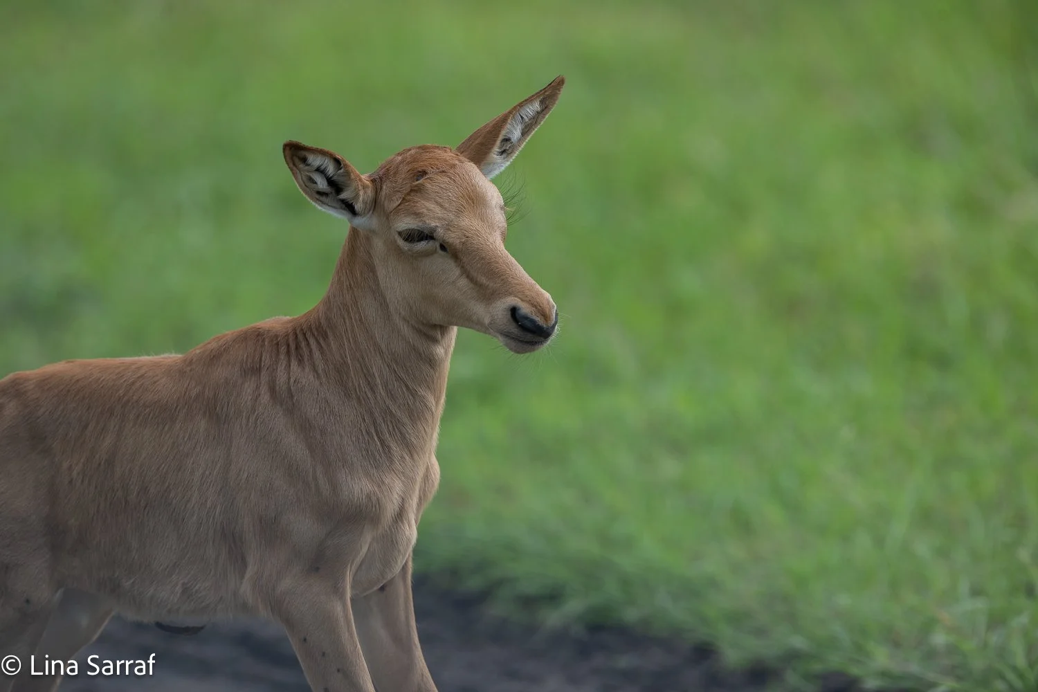  Africa Z9D_1349129.jpg