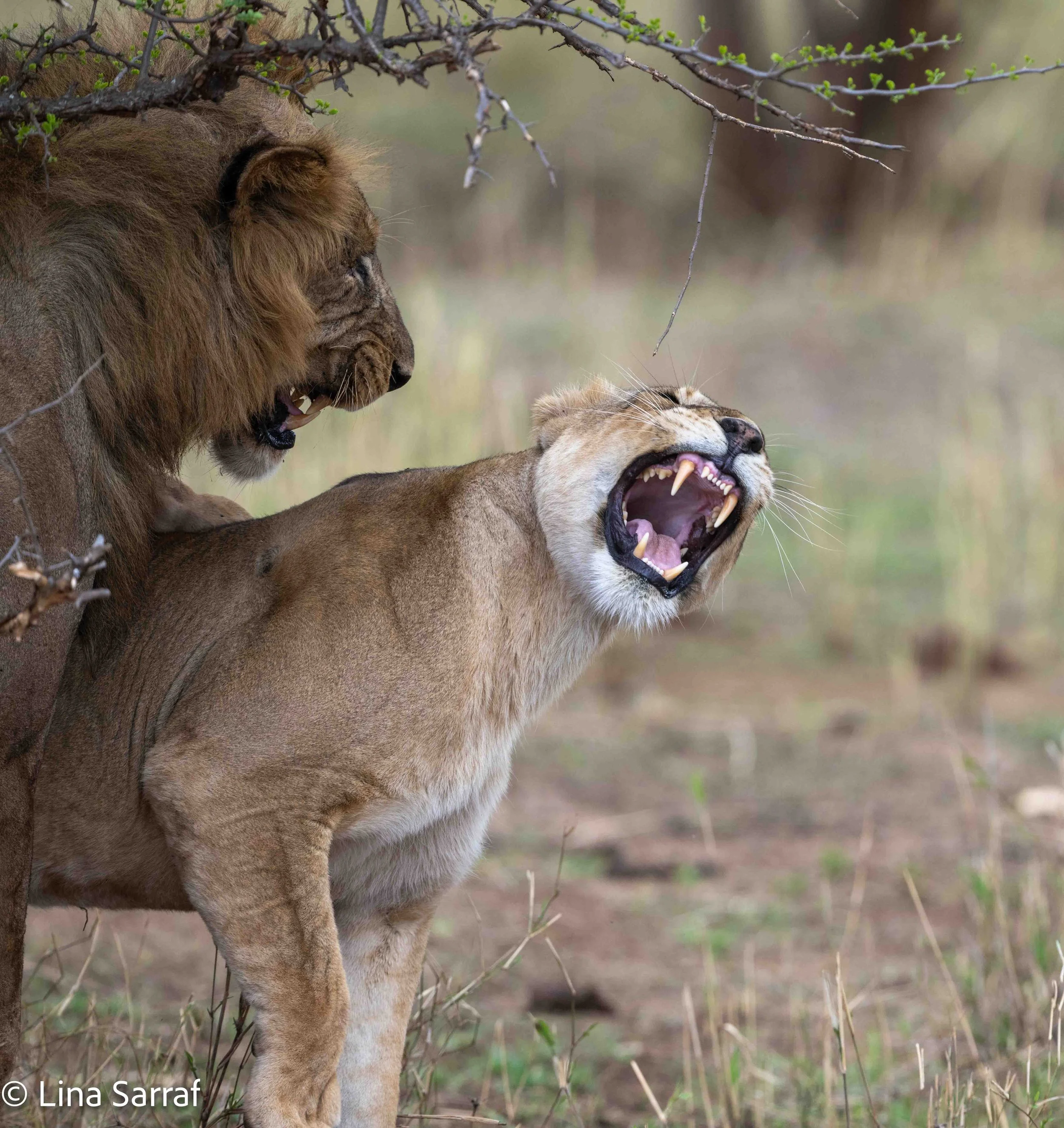  wildlife-80.jpg