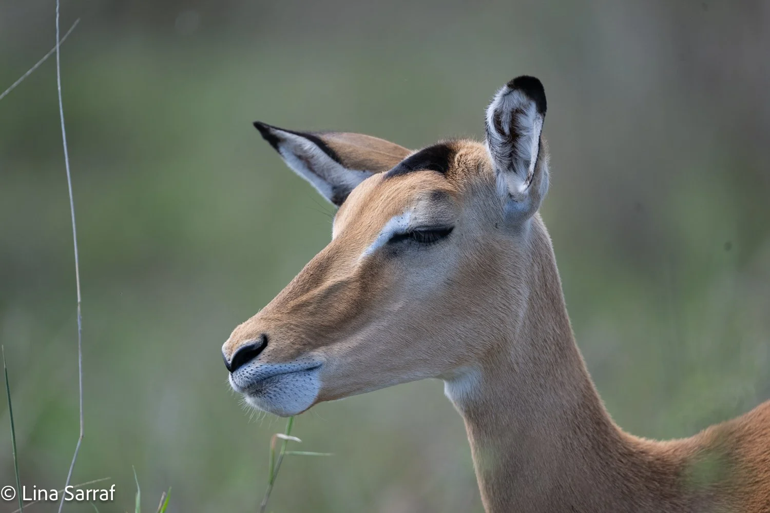  Africa Z9D_71791161.jpg