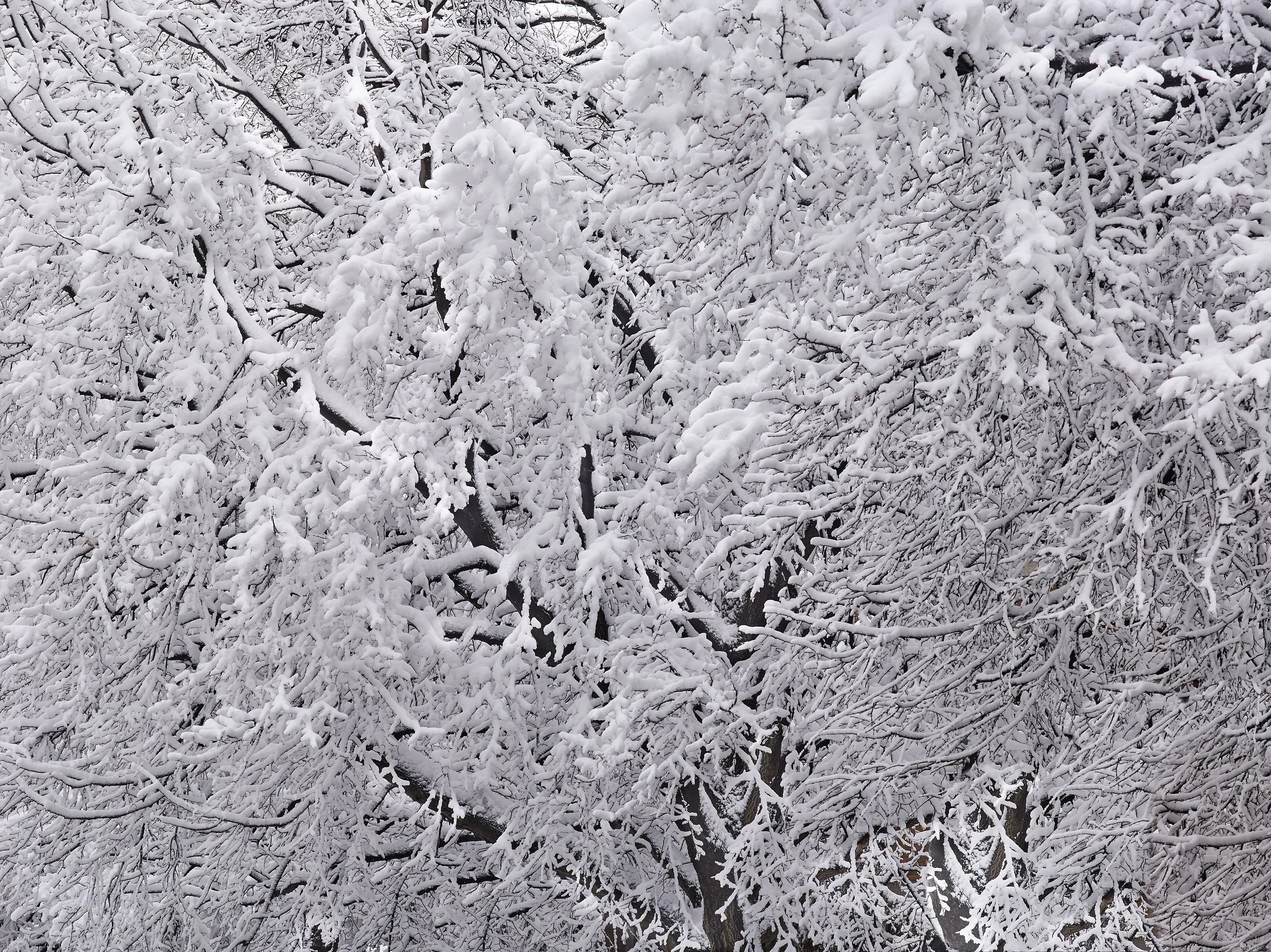 Tree branches covered with snow