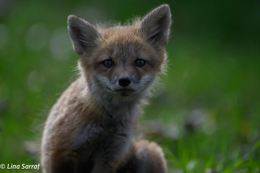 Red Fox Cub