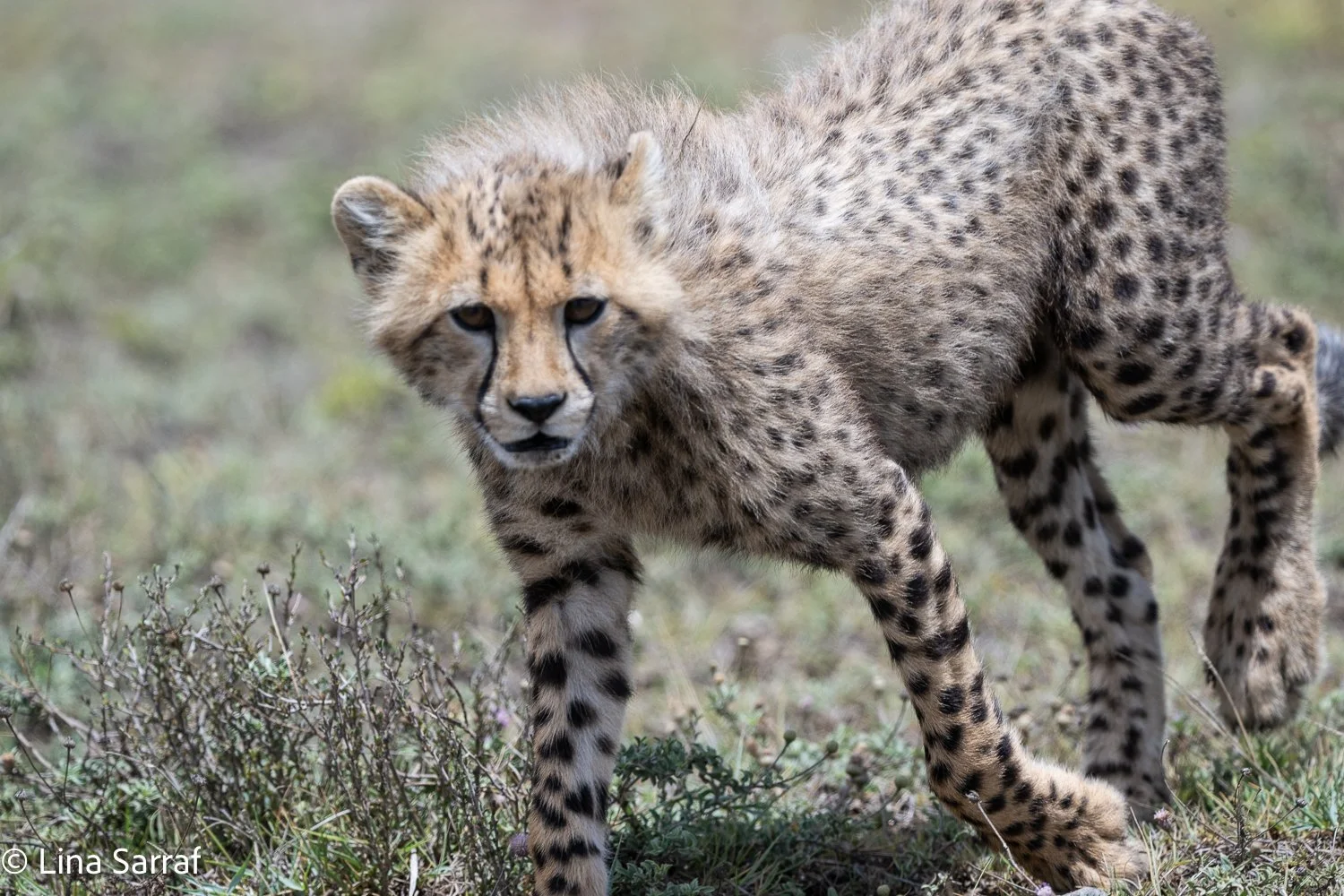  Africa Z9D_3656837.jpg