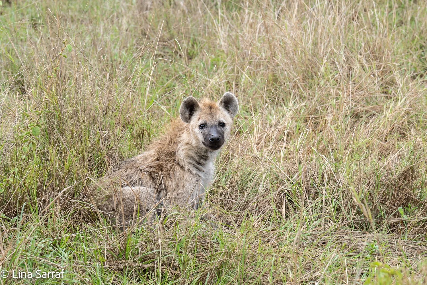  Africa Z8D_1710563.jpg