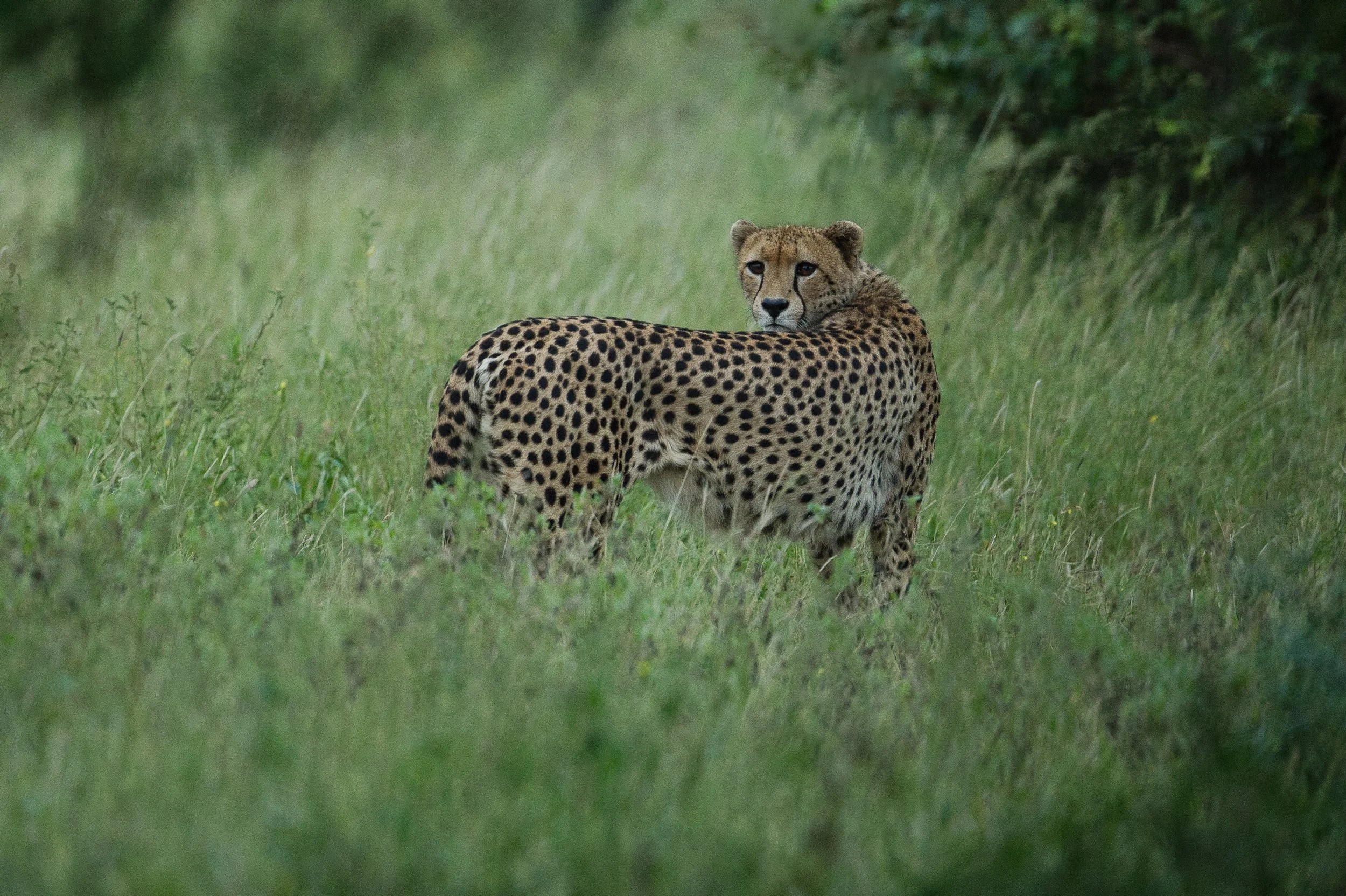  Guépard-3.jpg